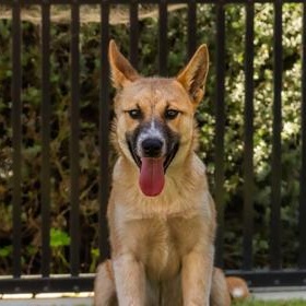 Enlarge Kai, a ADOPTABLE Shepherd in Santa Cruz, CA image 4/5