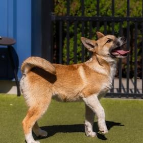 Enlarge Kai, a ADOPTABLE Shepherd in Santa Cruz, CA image 3/5