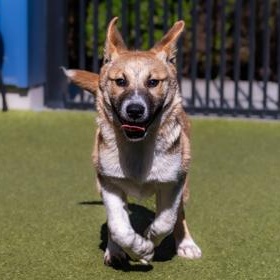Enlarge Kai, a ADOPTABLE Shepherd in Santa Cruz, CA image 5/5