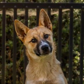 Enlarge Kai, a ADOPTABLE Shepherd in Santa Cruz, CA image 2/5
