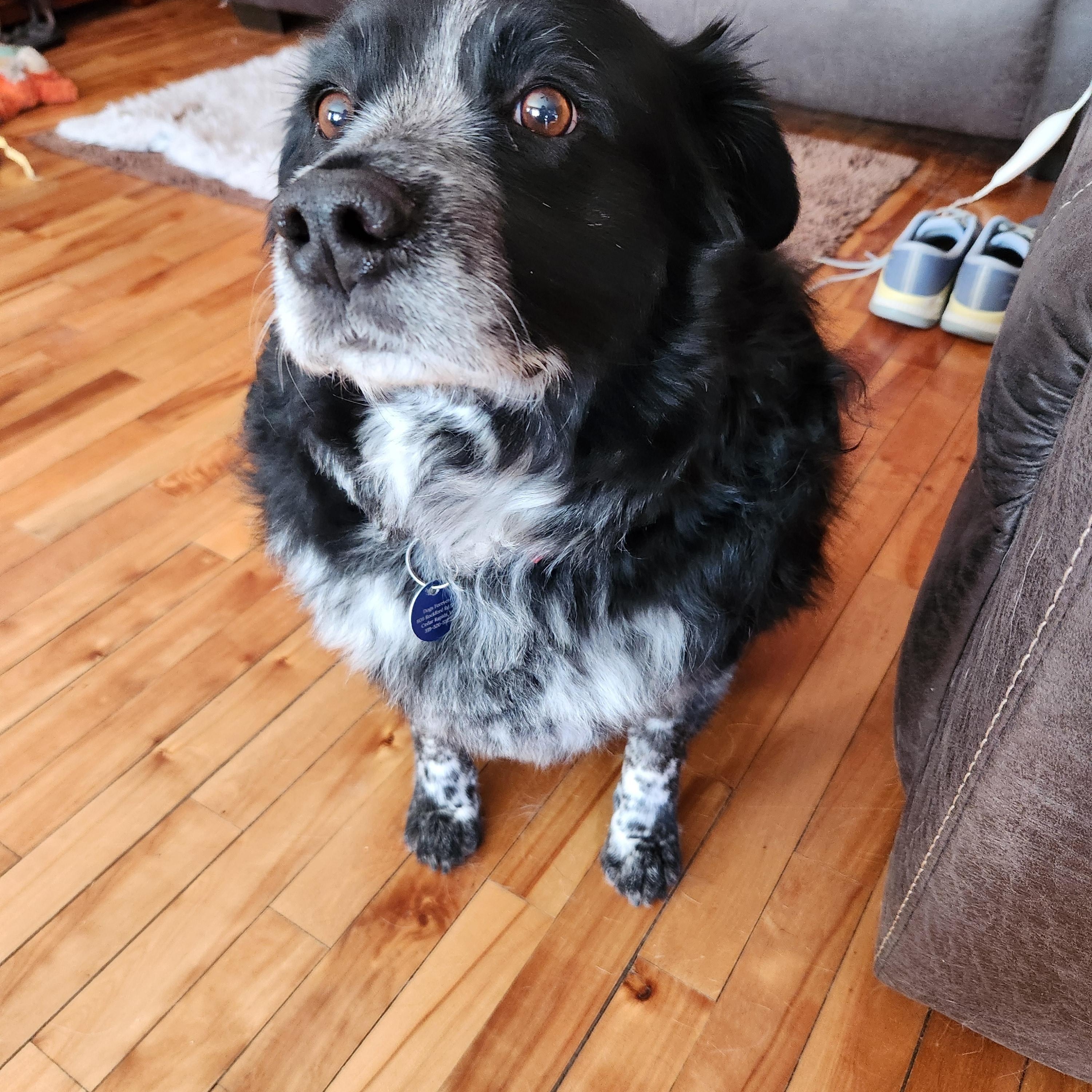 Enlarge Walter, a Adoptable mixed breed in Cedar Rapids, IA image 5/5