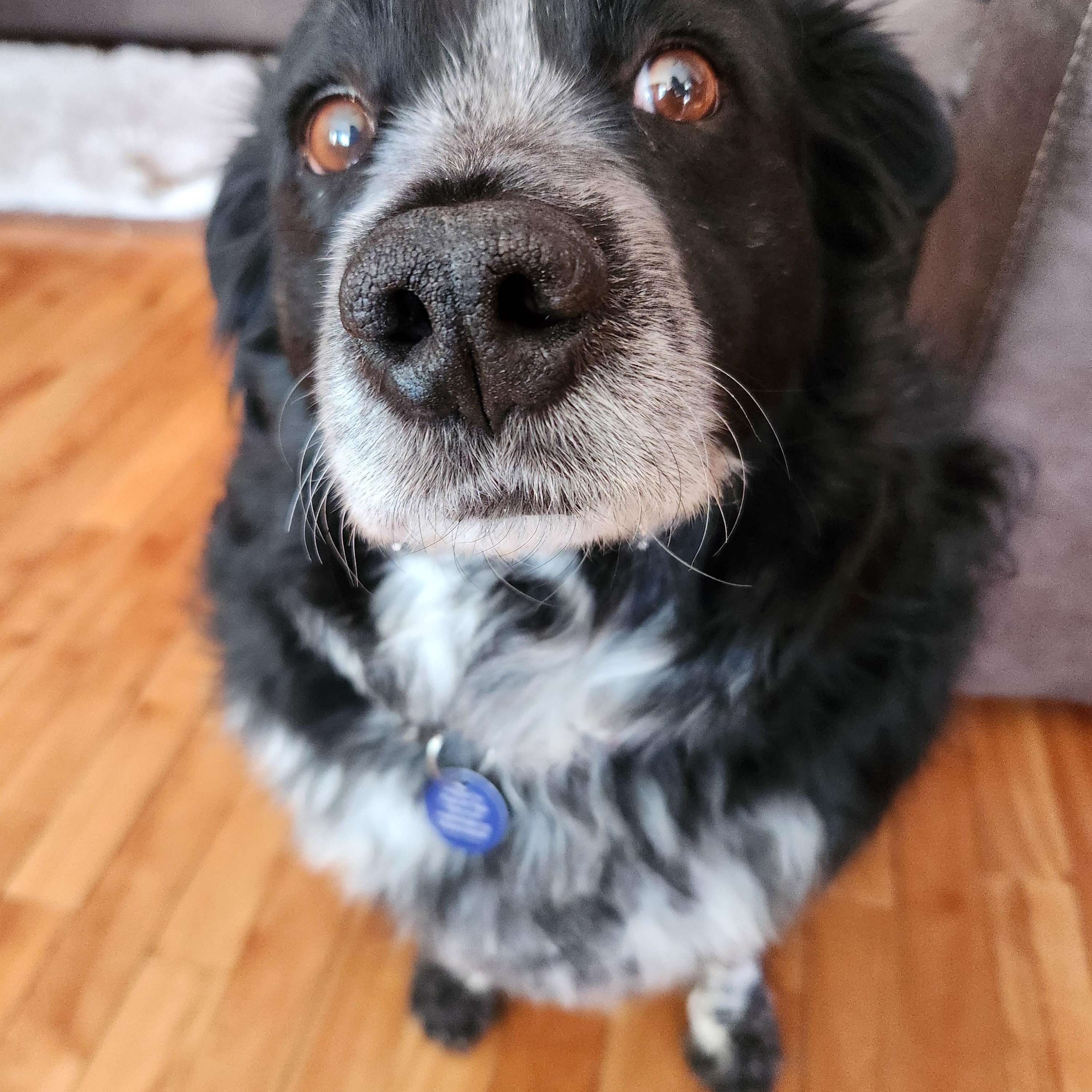 Enlarge Walter, a Adoptable mixed breed in Cedar Rapids, IA image 1/5