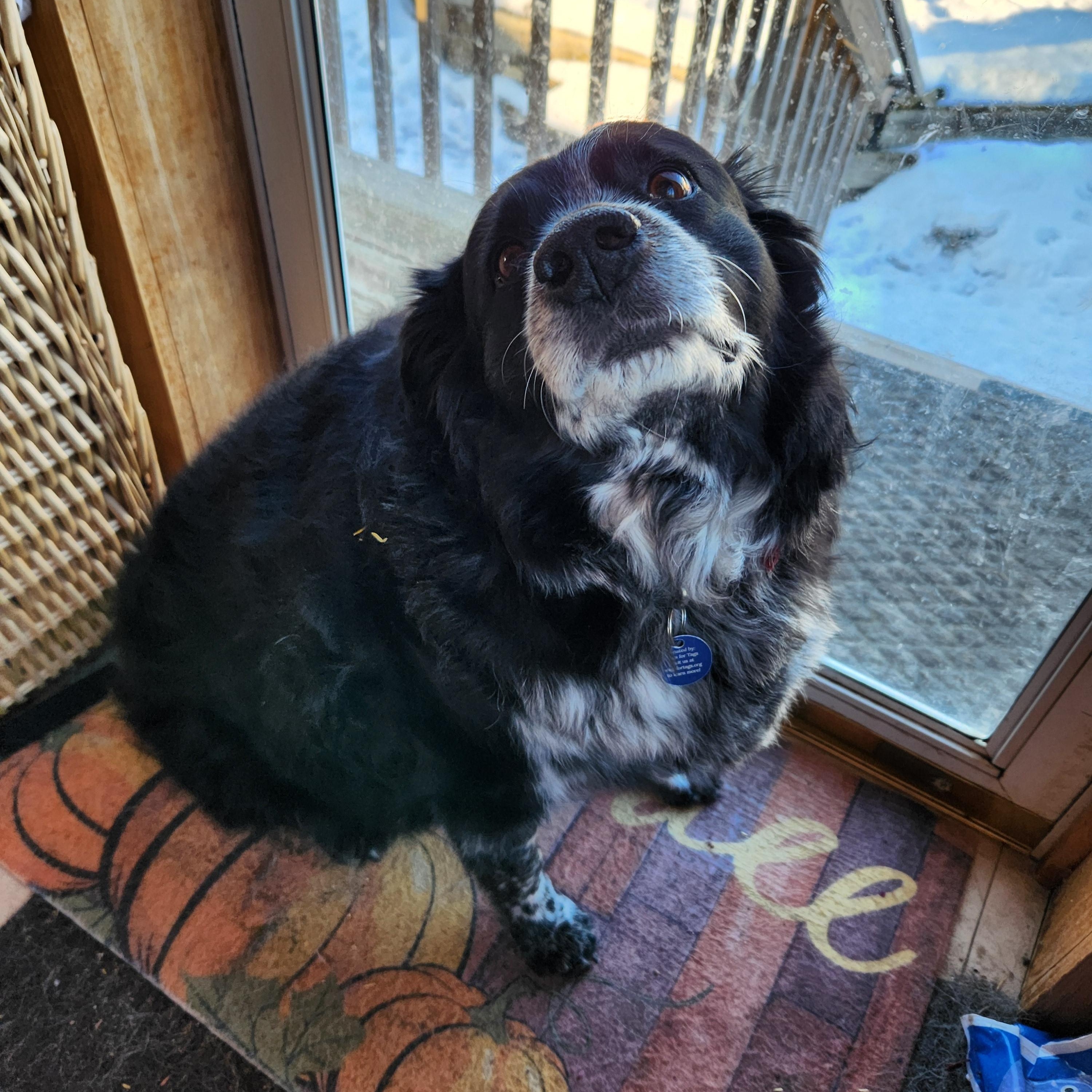 Enlarge Walter, a Adoptable mixed breed in Cedar Rapids, IA image 2/5