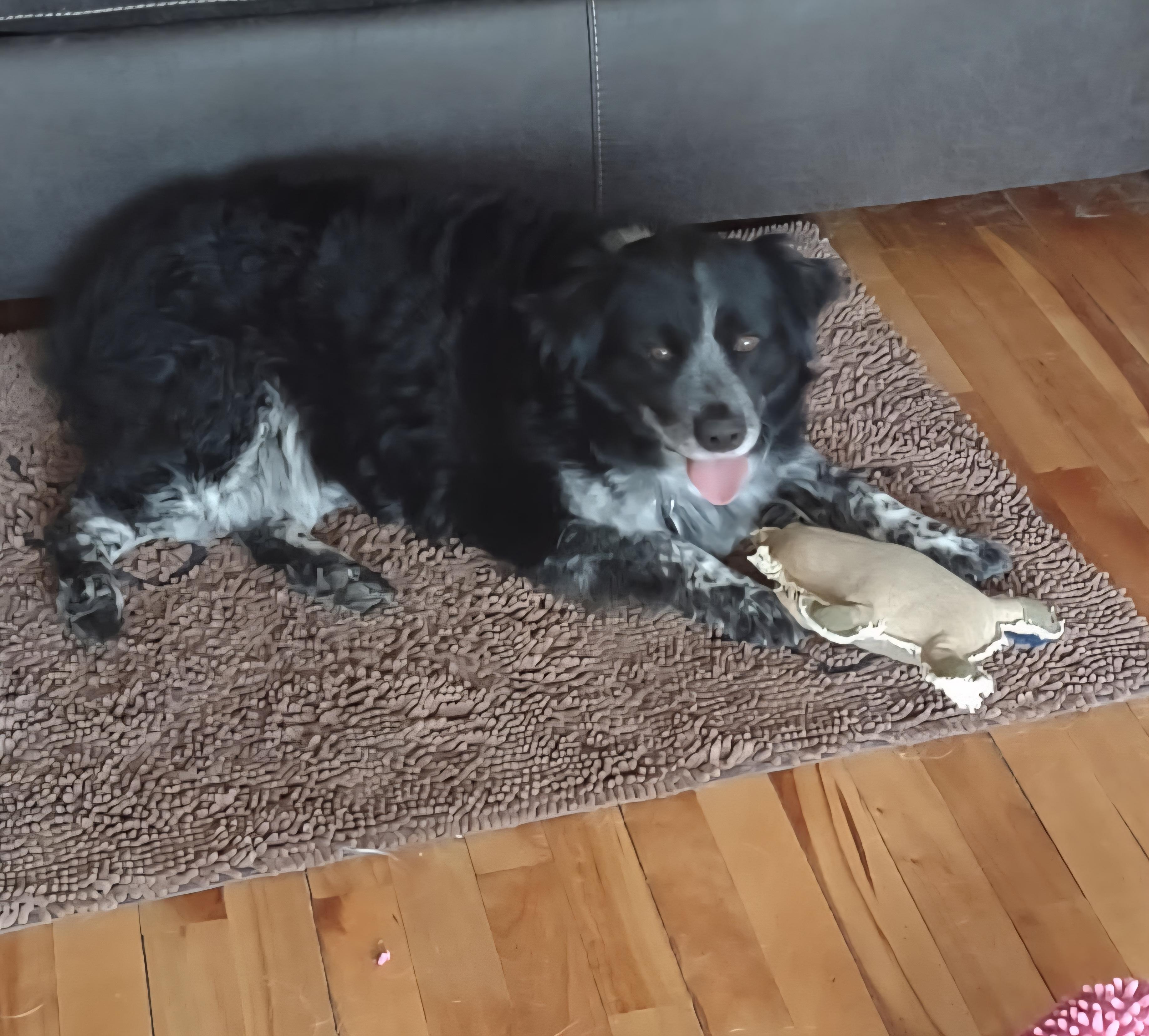 Enlarge Walter, a Adoptable mixed breed in Cedar Rapids, IA image 4/5