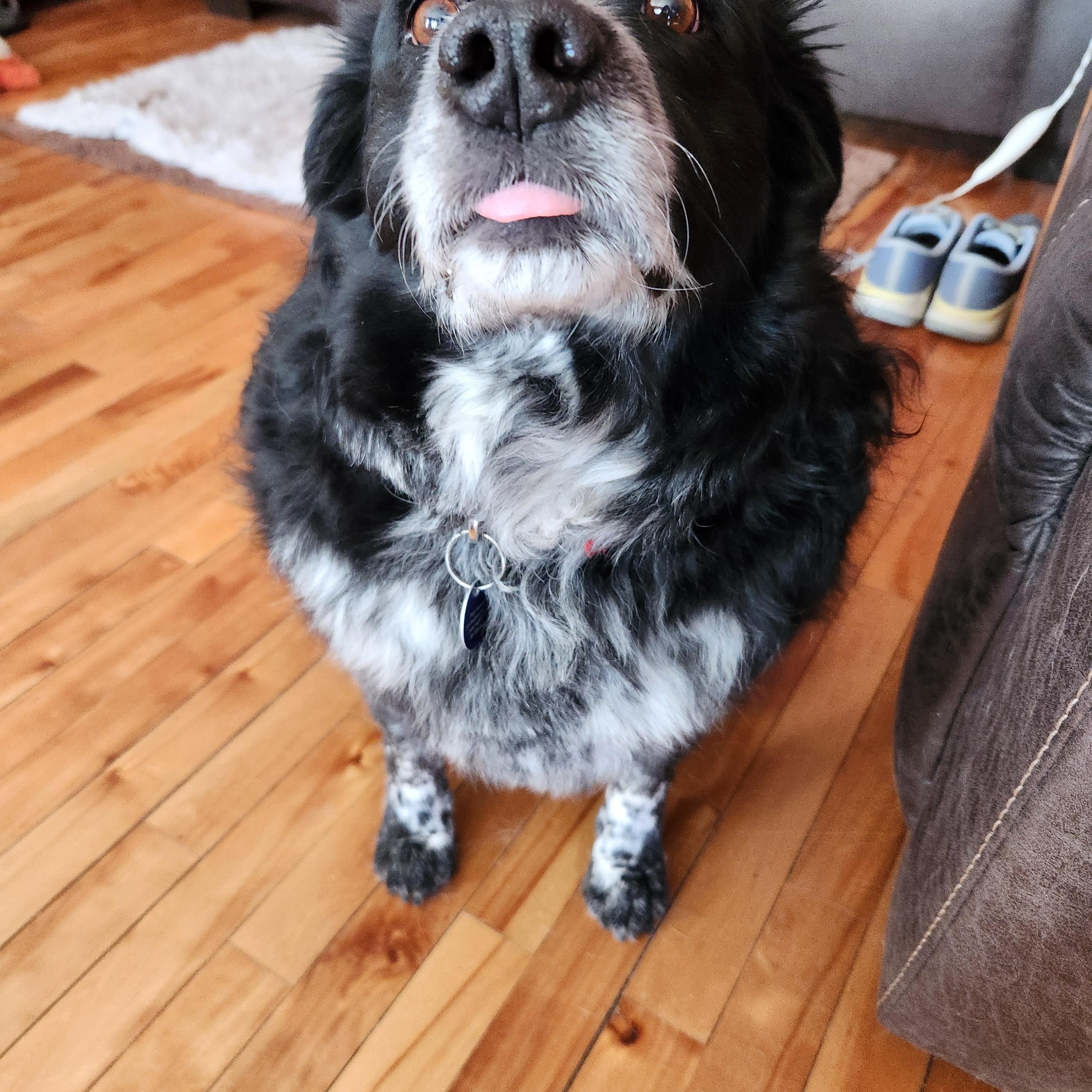 Enlarge Walter, a Adoptable mixed breed in Cedar Rapids, IA image 3/5