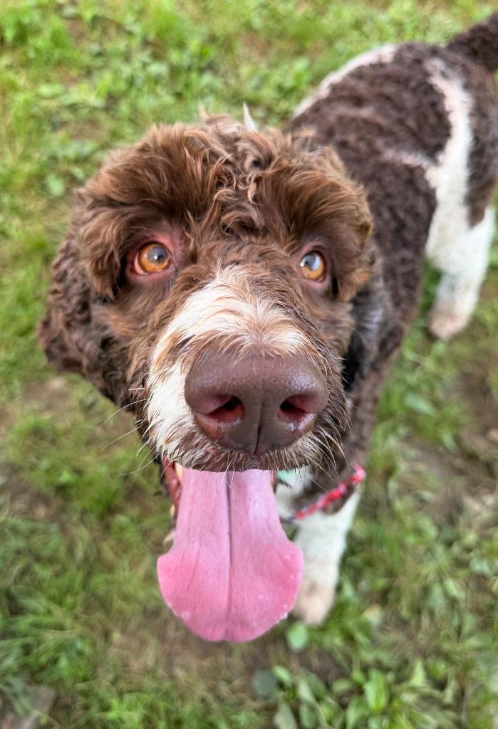 Chai, Adoptable, Adult Male Mixed Breed.
