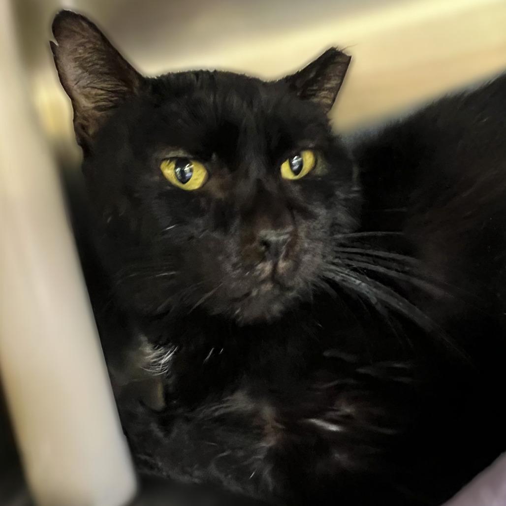 Buddy, Adoptable, Adult Male Domestic Short Hair.