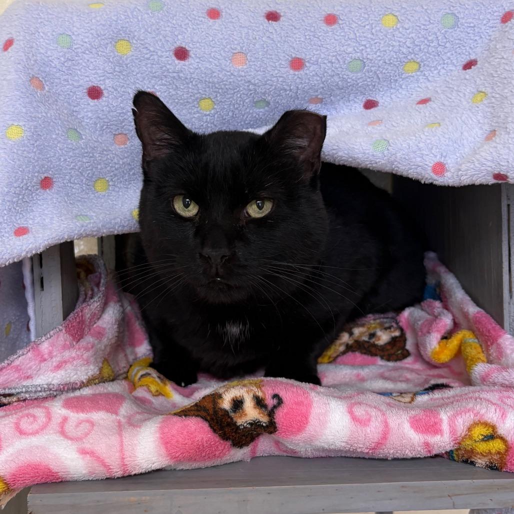 Enlarge Buddy, a Adoptable Domestic Short Hair in Springfield, IL image 2/2