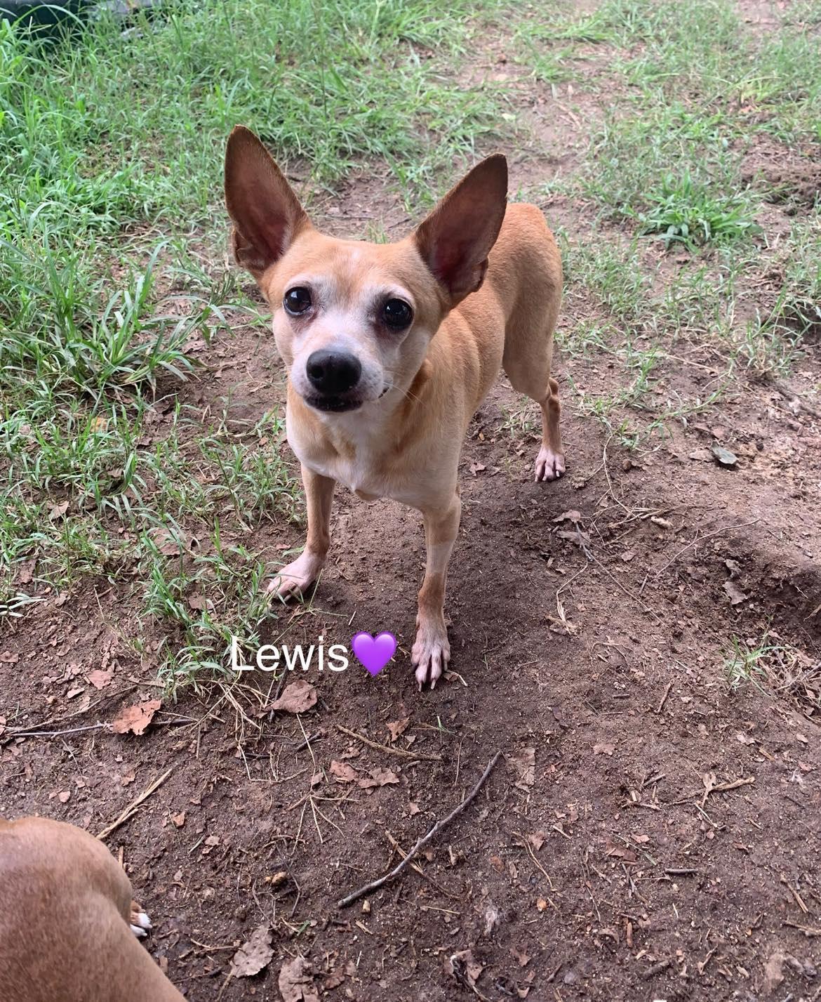 Lewis [bonded to Steve] — thumbnail 2