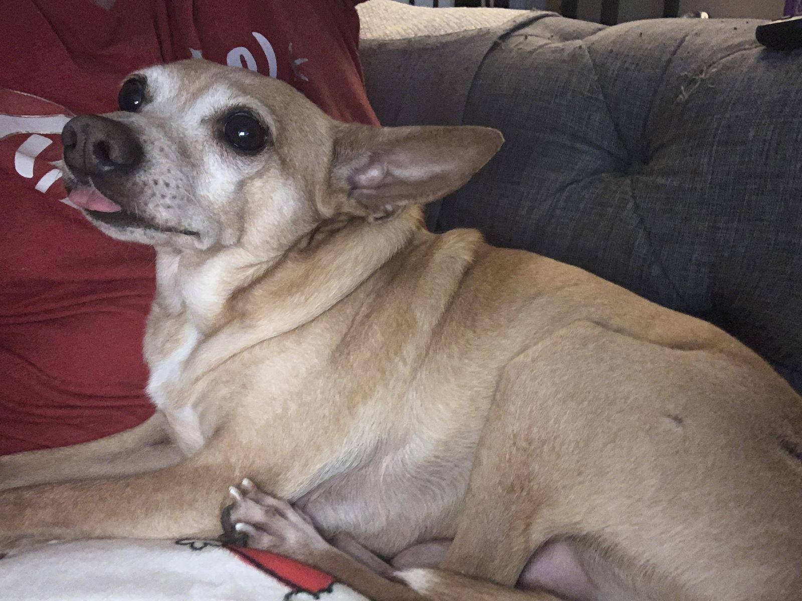 Lewis [bonded to Steve] — thumbnail 4