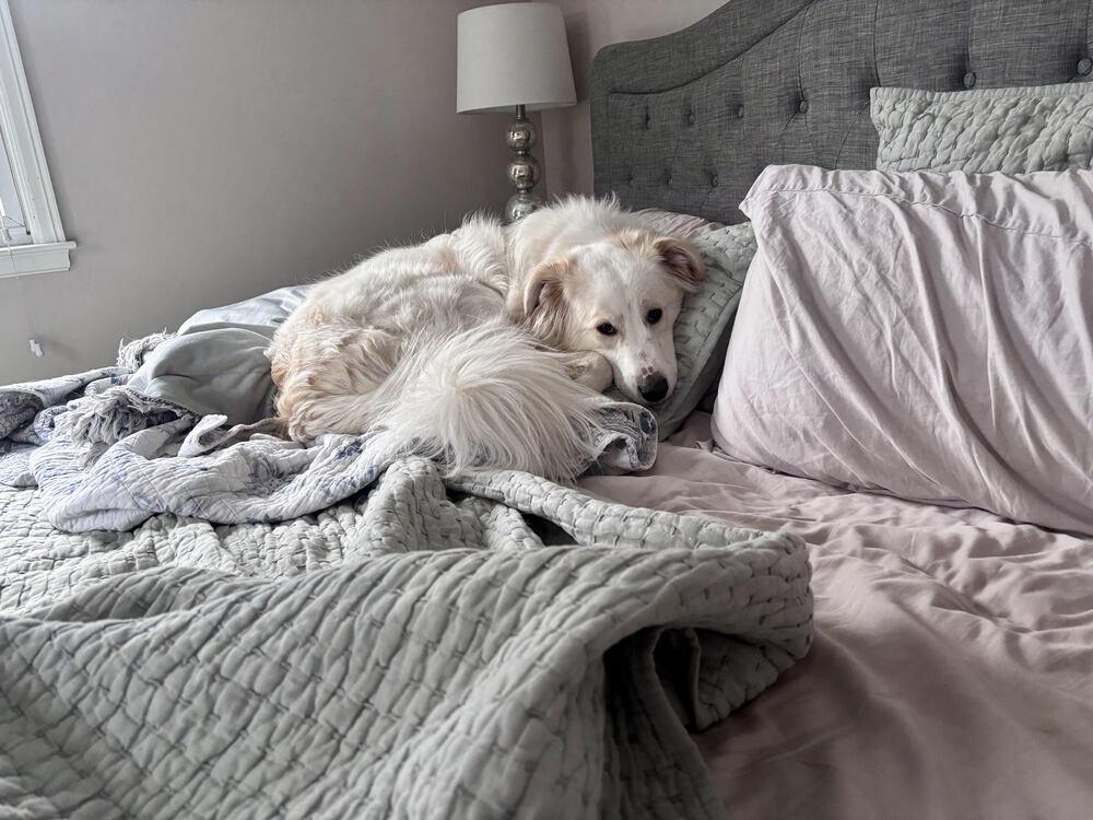 Sky (fka Slider Baseball Litter '25), Adoptable, Young Female Great Pyrenees.