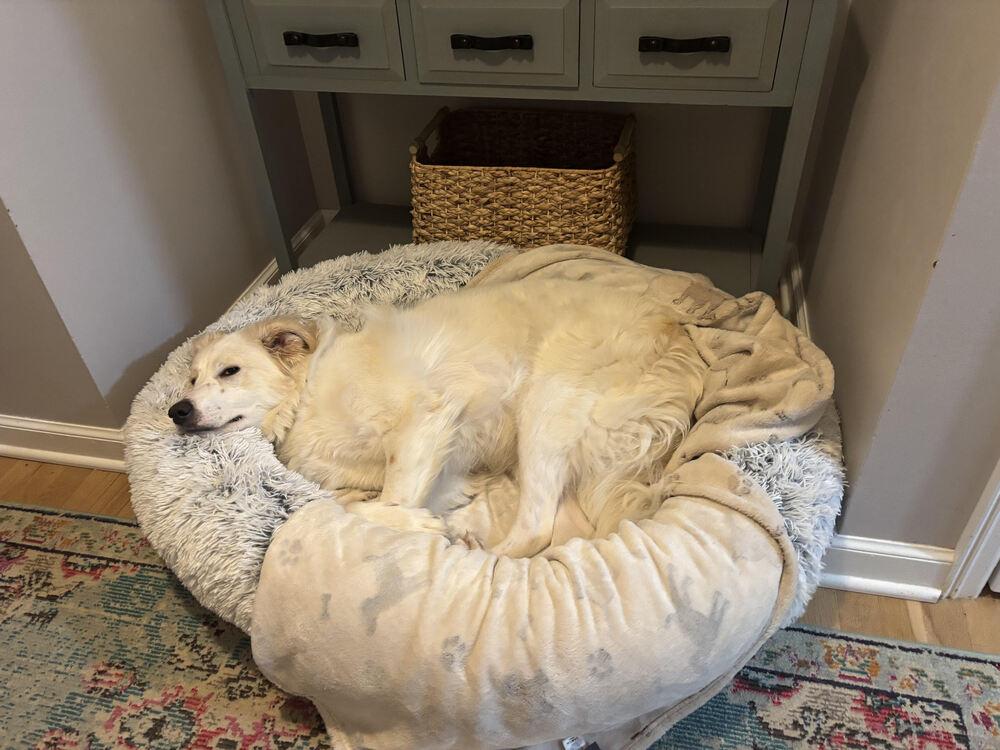 Enlarge Sky (fka Slider Baseball Litter '25), a Adoptable mixed breed in New Albany, OH image 2/3