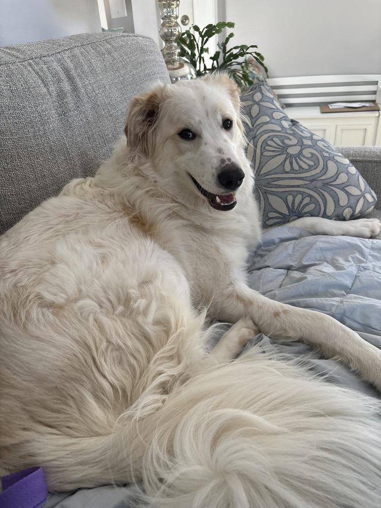 Enlarge Sky (fka Slider Baseball Litter '25), a Adoptable mixed breed in New Albany, OH image 3/3