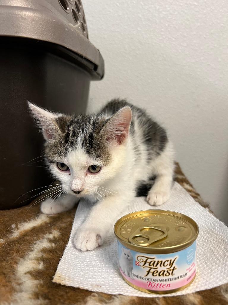 Popcorn, Adopted, Young Male Domestic Medium Hair.