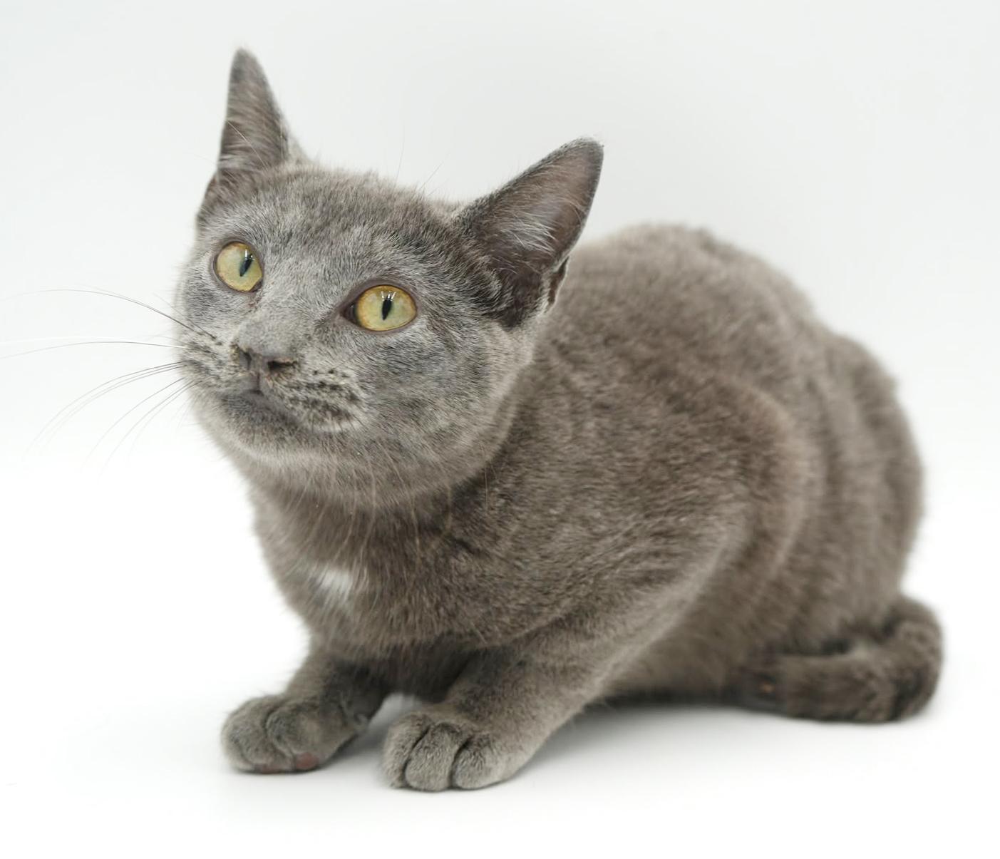 Jessie is silver purrfection!, a Adoptable Russian Blue in Bedford Hills, NY image 1/6