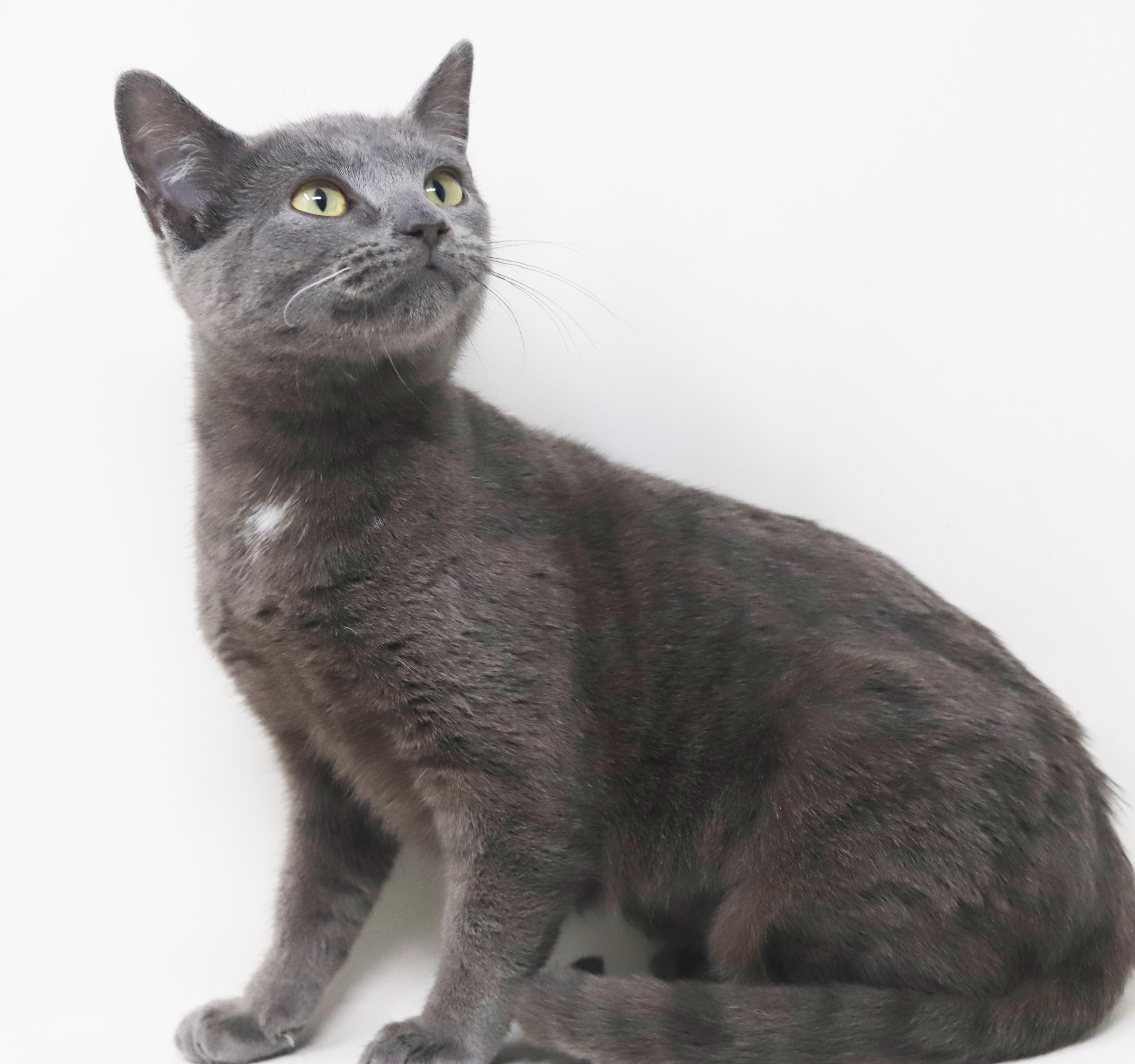 Jessie is silver purrfection!, a Adoptable Russian Blue in Bedford Hills, NY image 4/6
