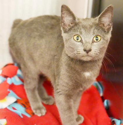 Jessie is silver purrfection!, a Adoptable Russian Blue in Bedford Hills, NY image 5/6