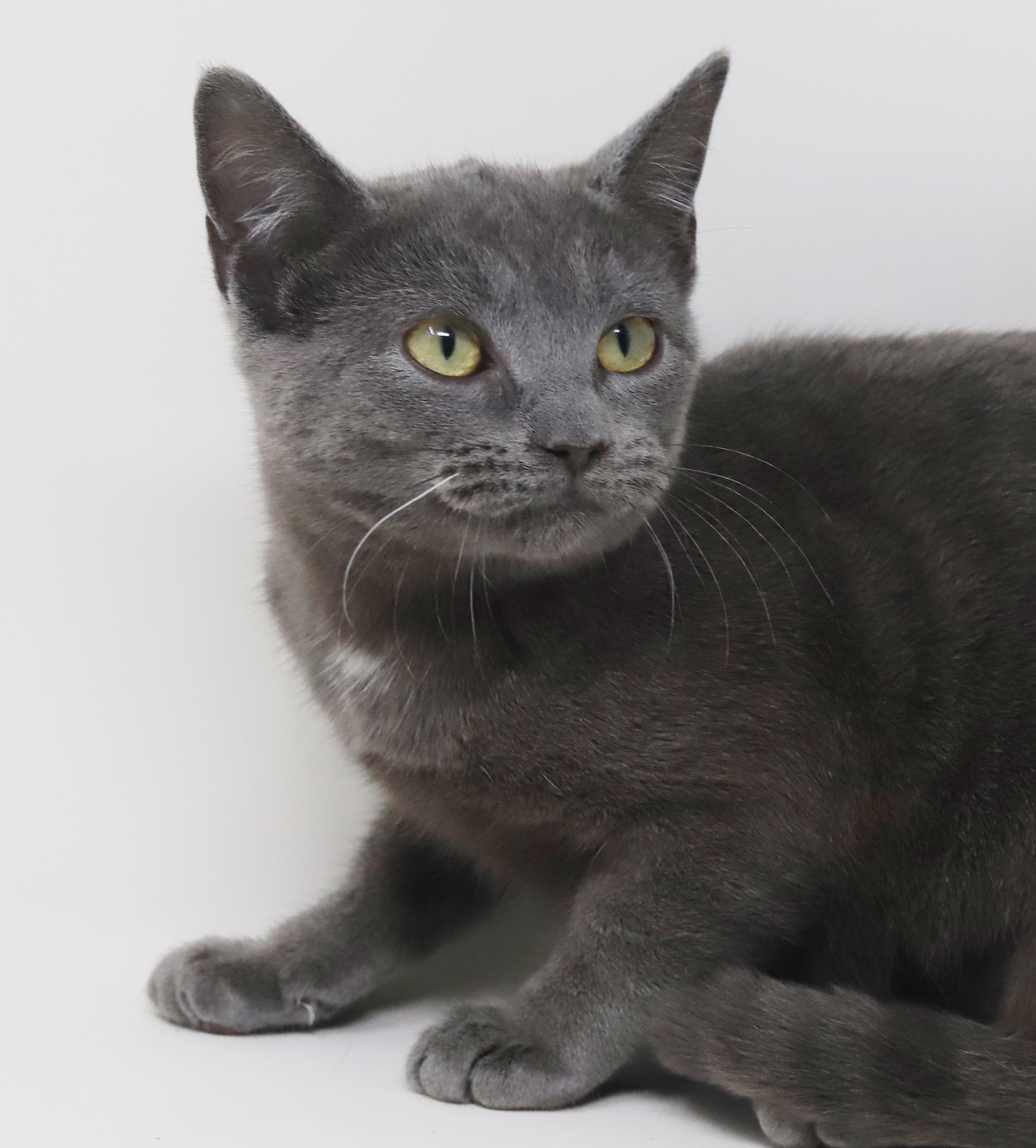 Jessie is silver purrfection!, a Adoptable Russian Blue in Bedford Hills, NY image 6/6
