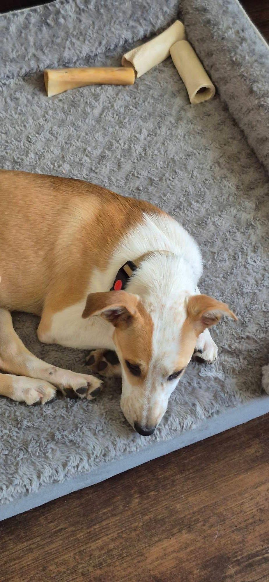 Salley, a Adoptable Terrier in New London, WI image 2/2