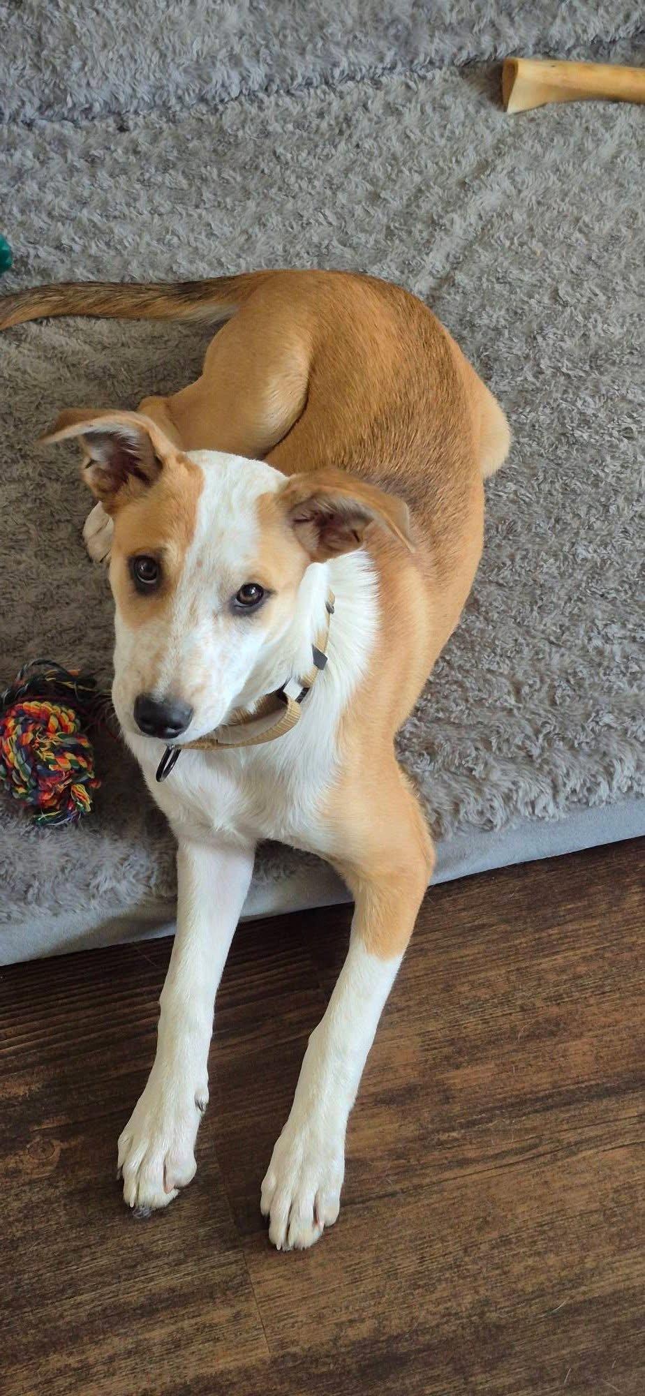 Salley, Adoptable, Puppy Female Terrier.