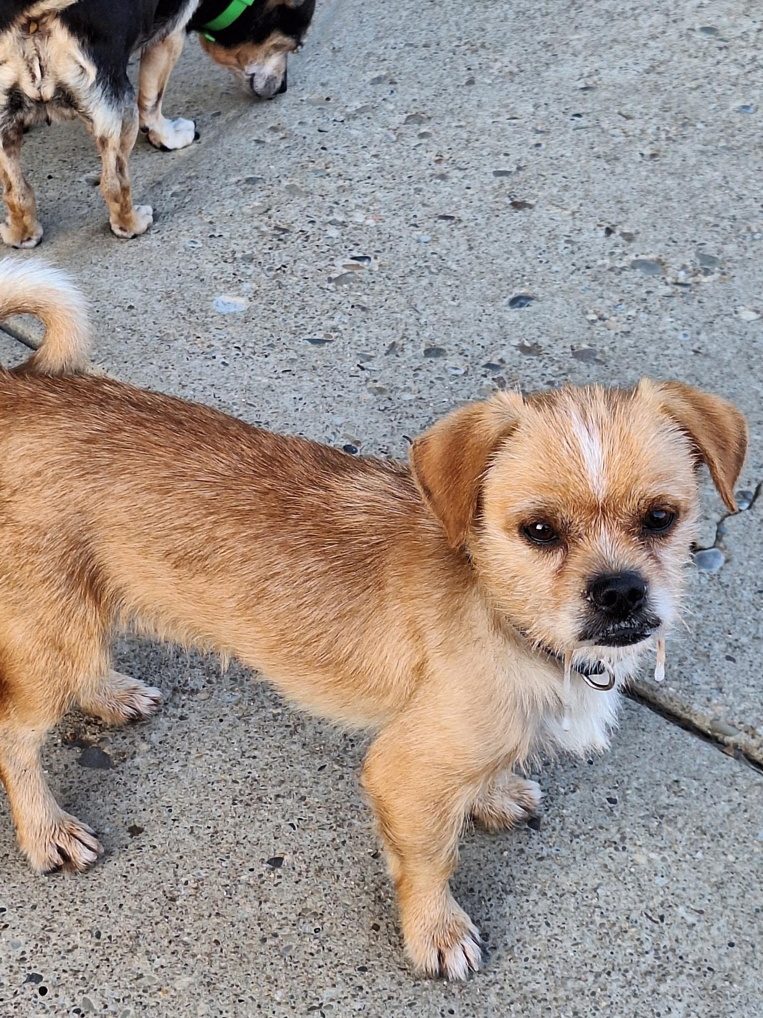 Enlarge Crisco, a ADOPTABLE mixed breed in St. Clairsville, OH image 2/2