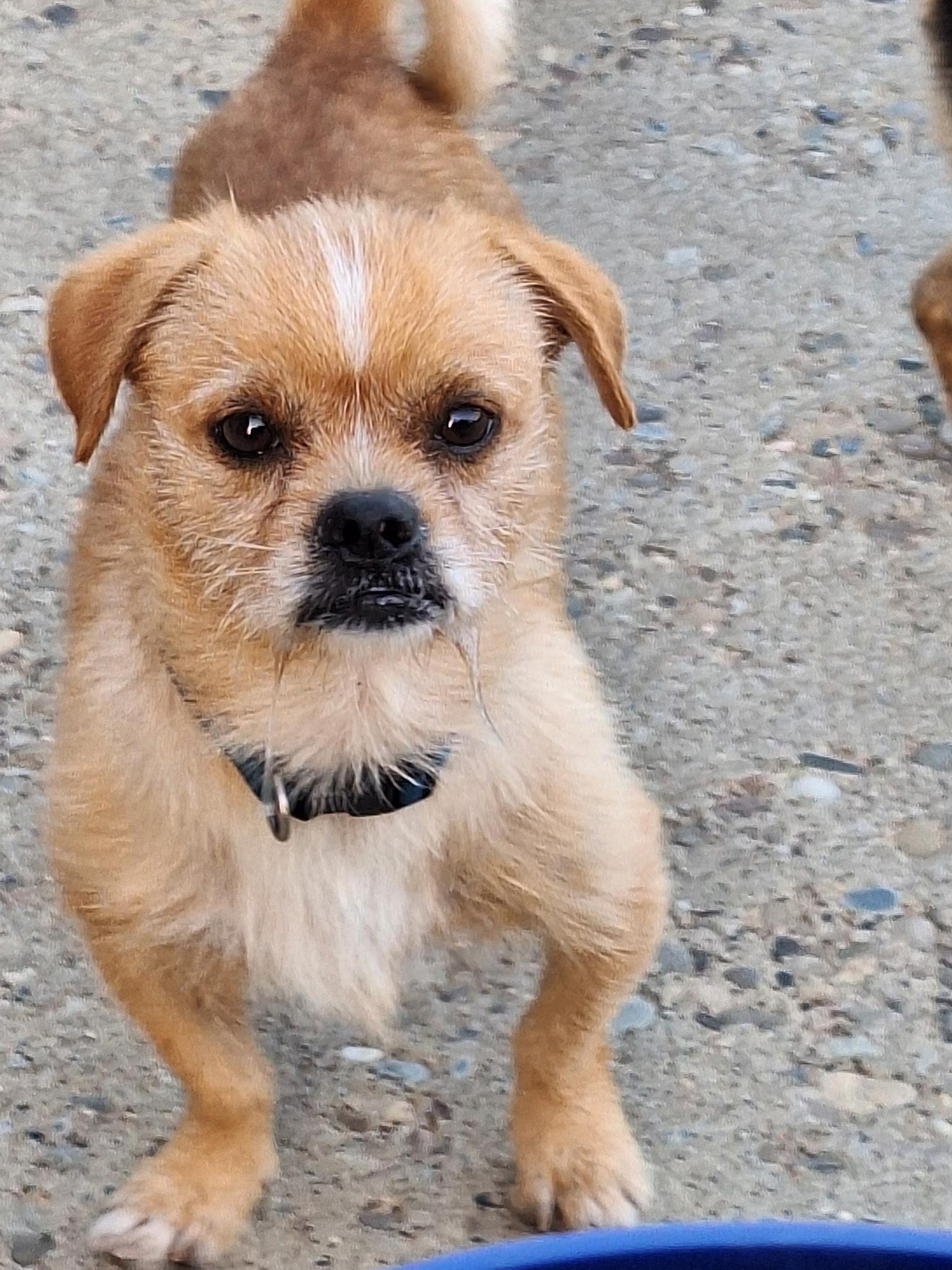 Crisco, ADOPTABLE, Young Male Chihuahua.