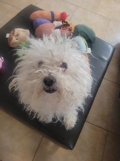 Charlie, a Adoptable Miniature Poodle in Tempe, AZ image 1/5