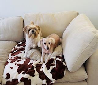 Charlie, a Adoptable Miniature Poodle in Tempe, AZ image 2/5