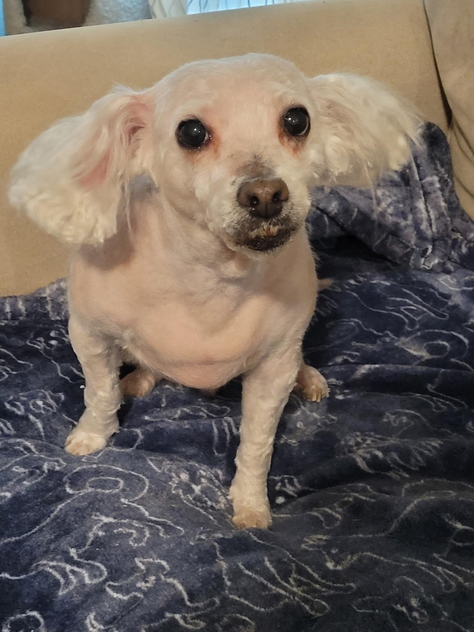 Charlie, a Adoptable Miniature Poodle in Tempe, AZ image 3/5