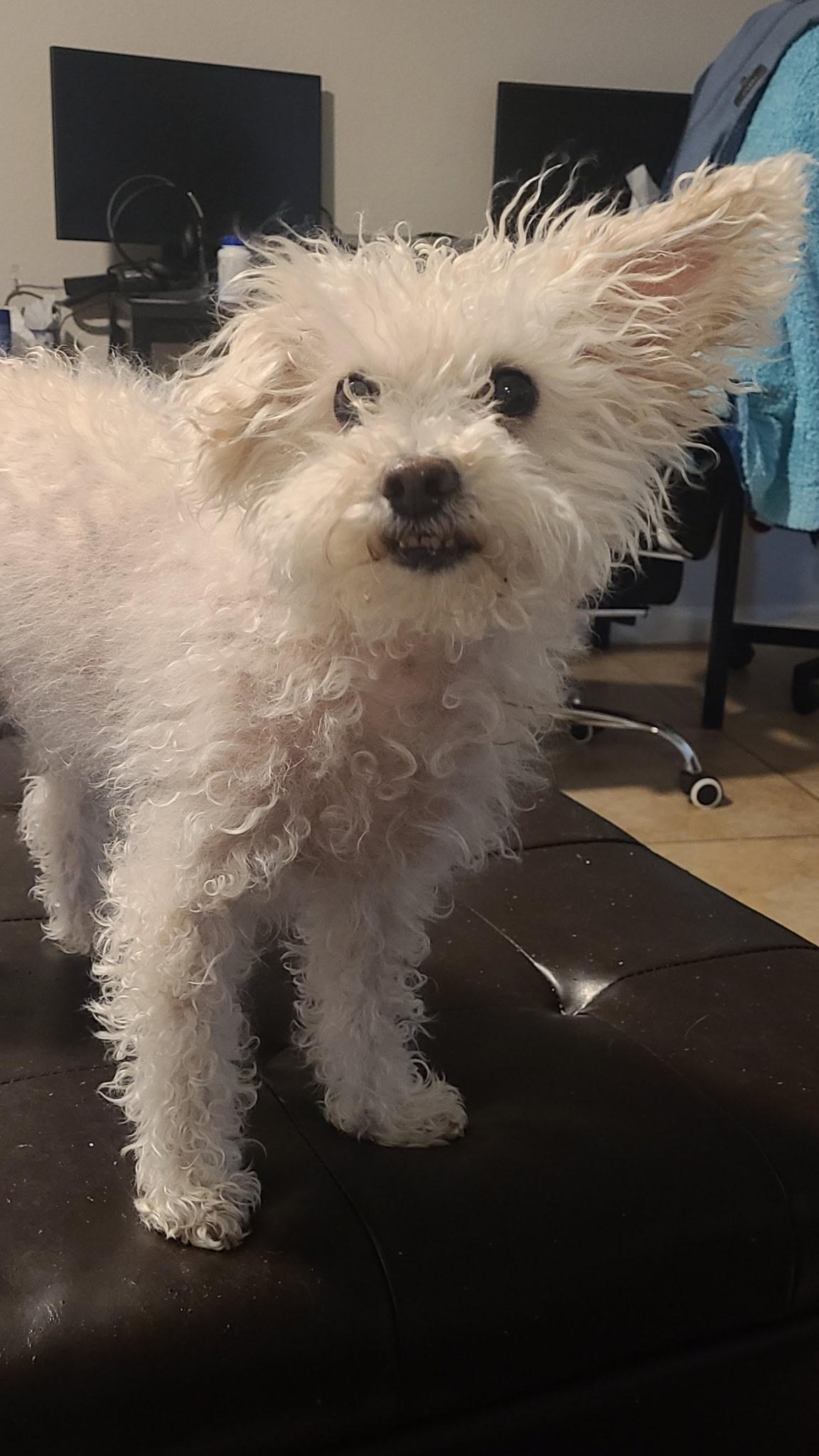 Charlie, a Adoptable Miniature Poodle in Tempe, AZ image 4/5
