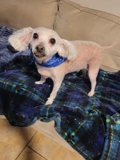 Charlie, a Adoptable Miniature Poodle in Tempe, AZ image 5/5