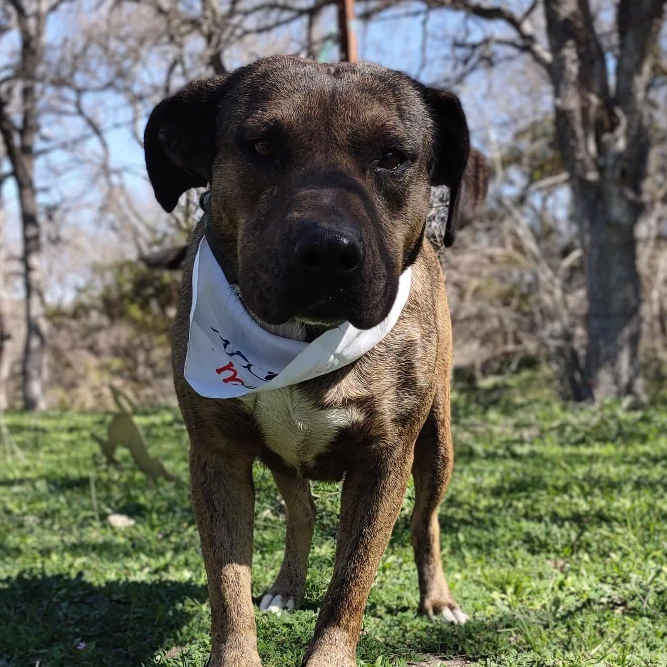 Susie — thumbnail 6