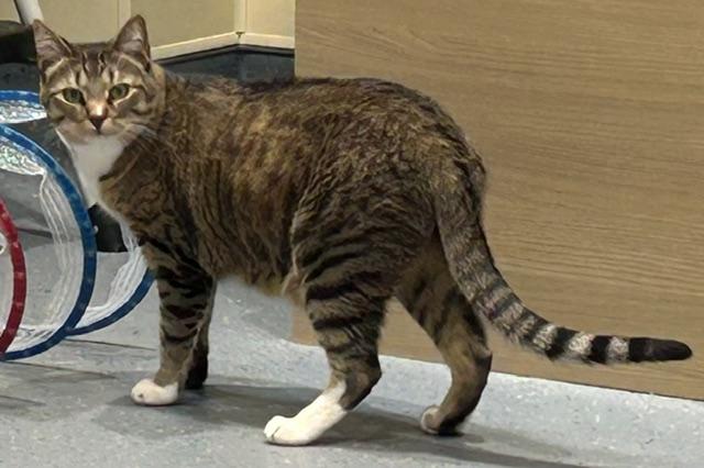 Lexi, ADOPTABLE, Adult Female Domestic Short Hair.