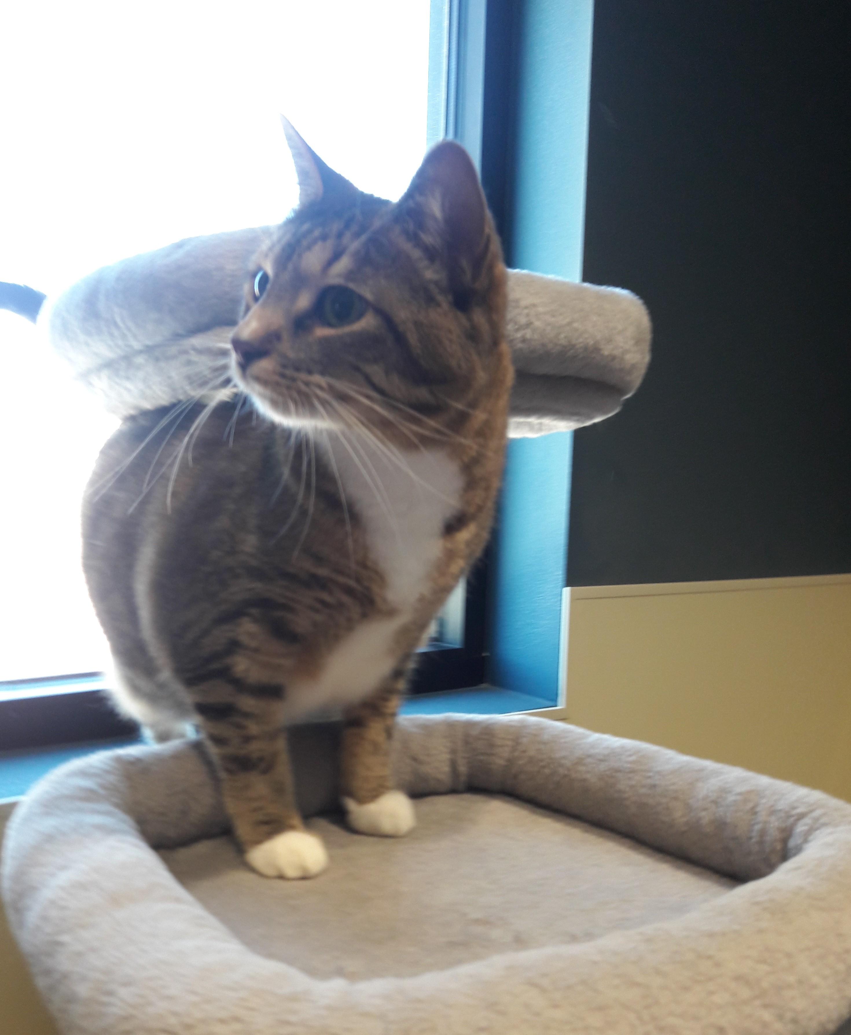 Lexi, a ADOPTABLE Domestic Short Hair in Mesquite, NV image 3/4