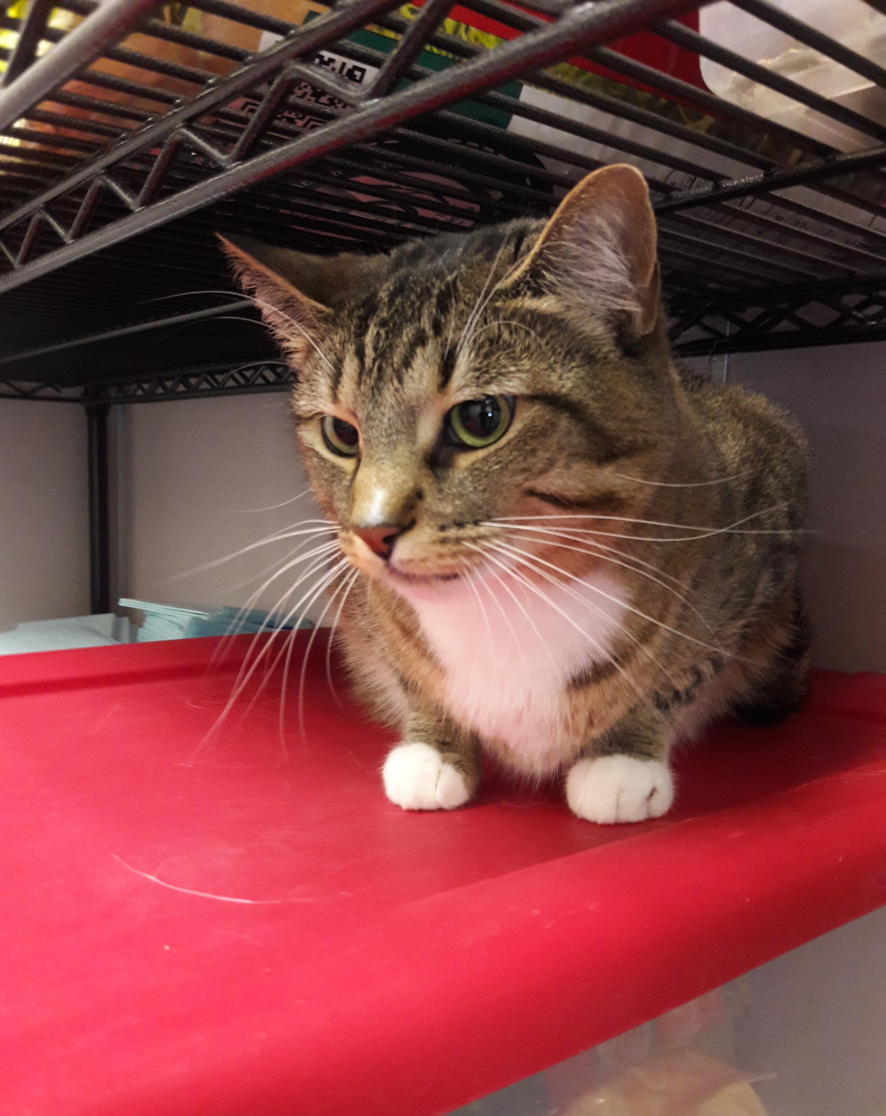 Lexi, a ADOPTABLE Domestic Short Hair in Mesquite, NV image 4/4