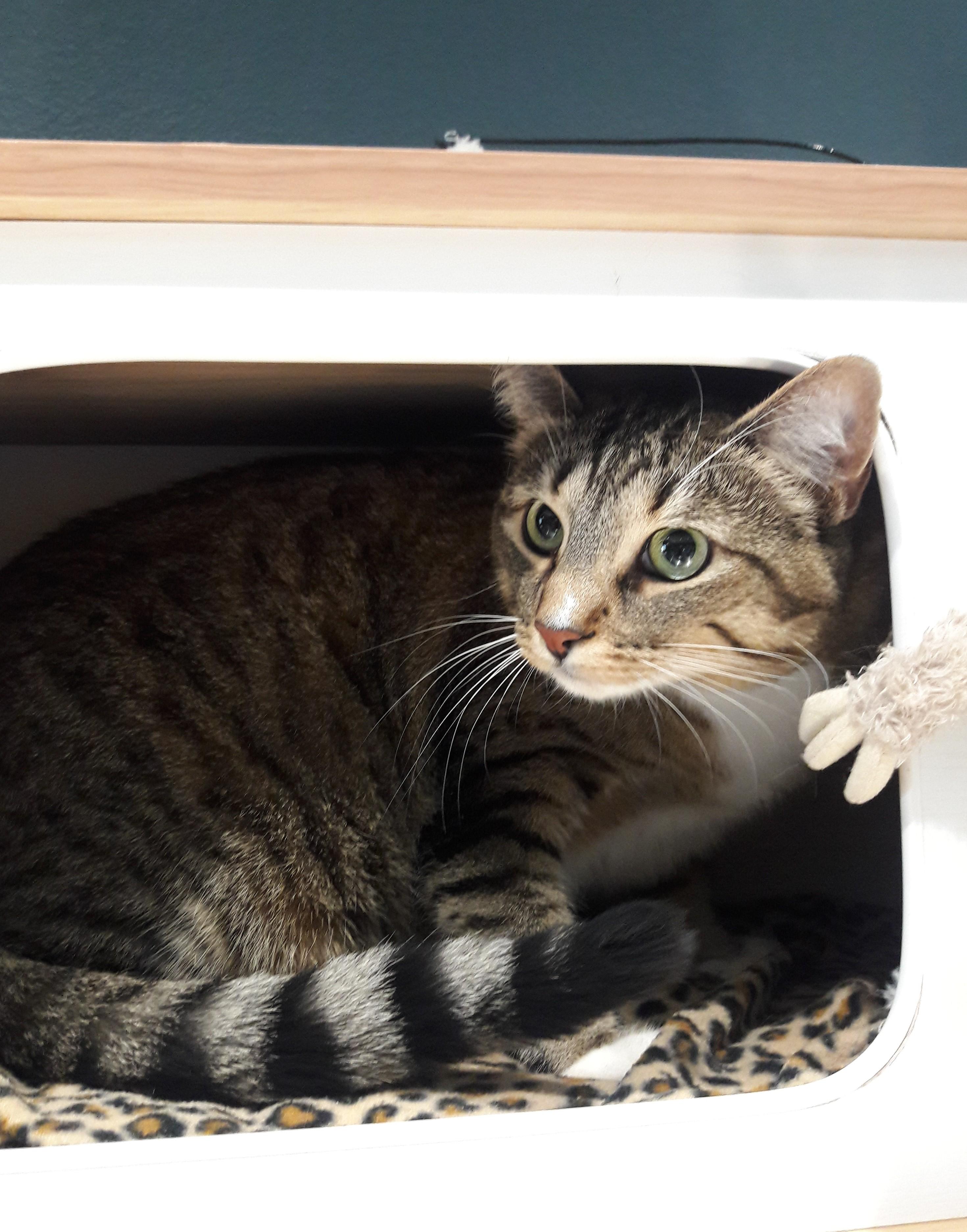 Lexi, a ADOPTABLE Domestic Short Hair in Mesquite, NV image 2/4