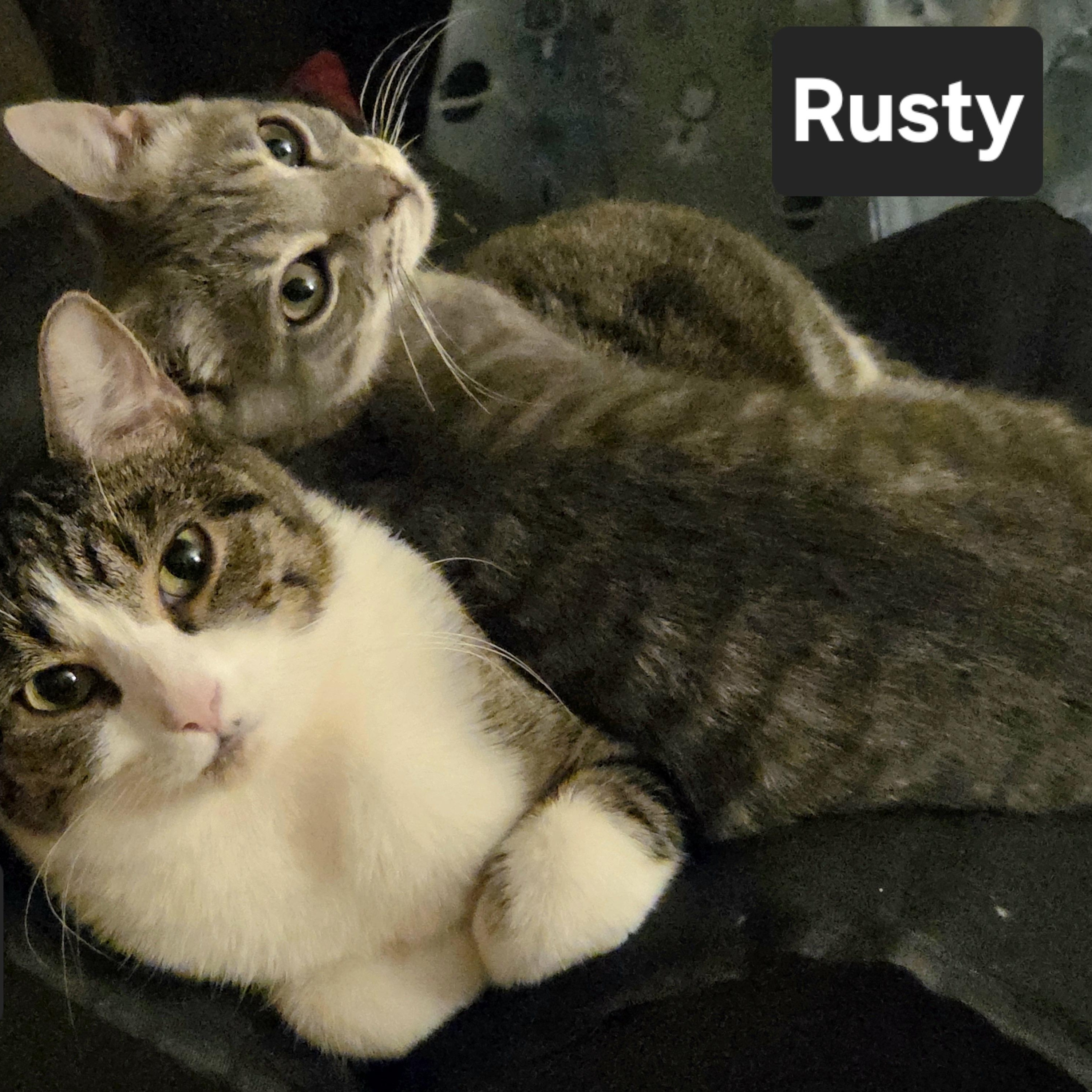 Enlarge Rusty, an adopted Domestic Short Hair in Cortland, NY image 1/1