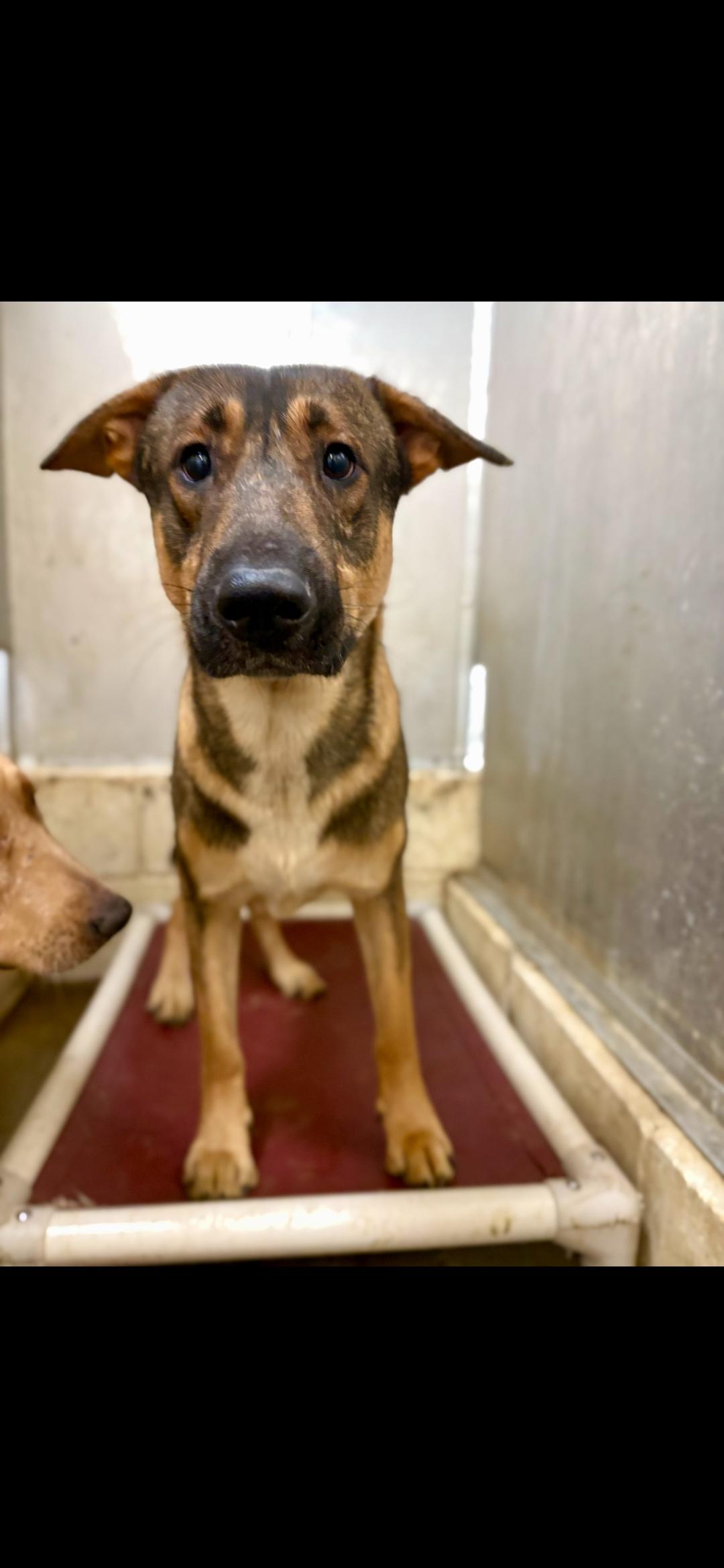 Enlarge Alvis, an adopted mixed breed in Berea, KY image 1/1