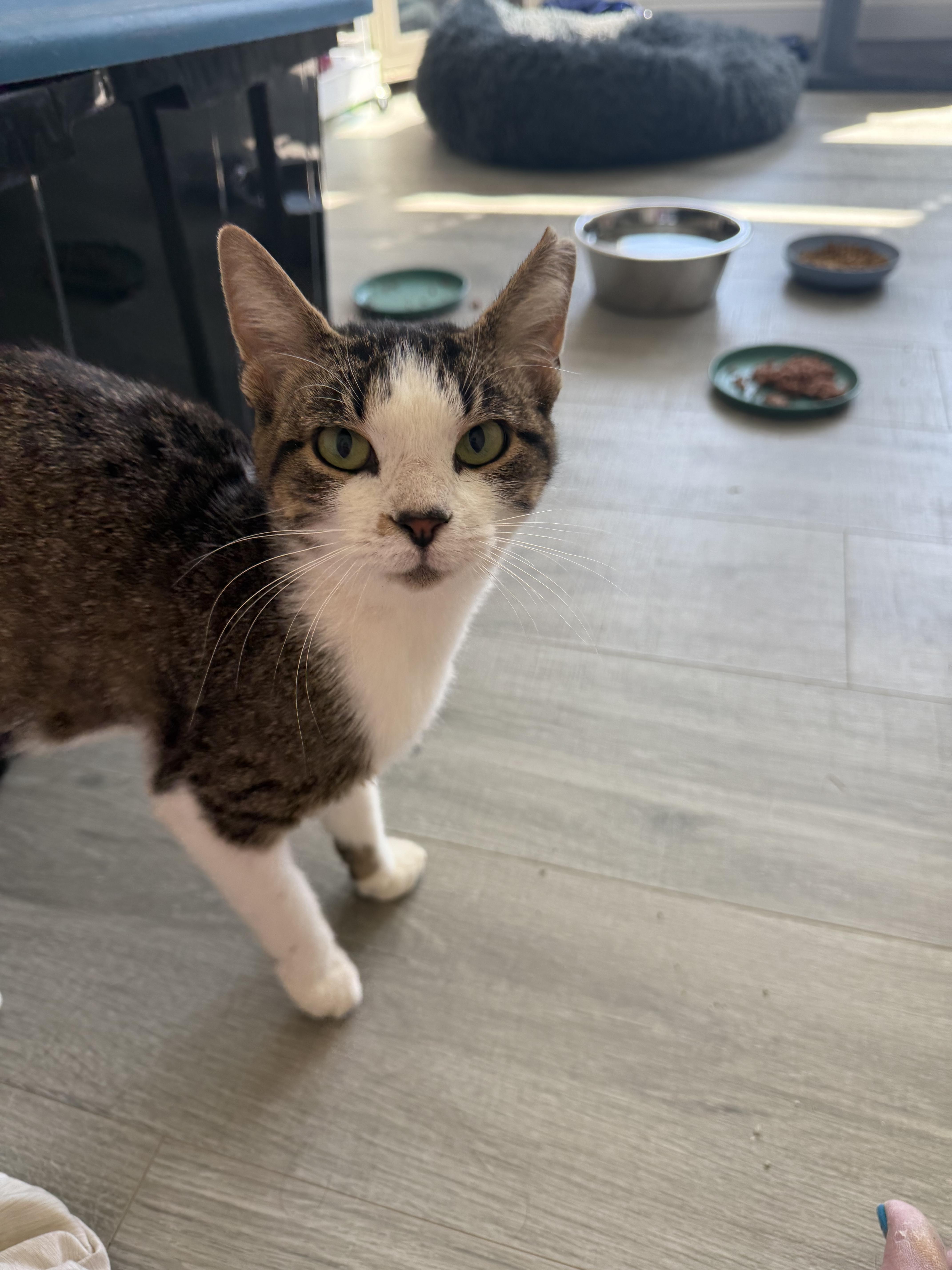 Enlarge Pumpkin, a Adopted Domestic Short Hair in Inman, SC image 1/3