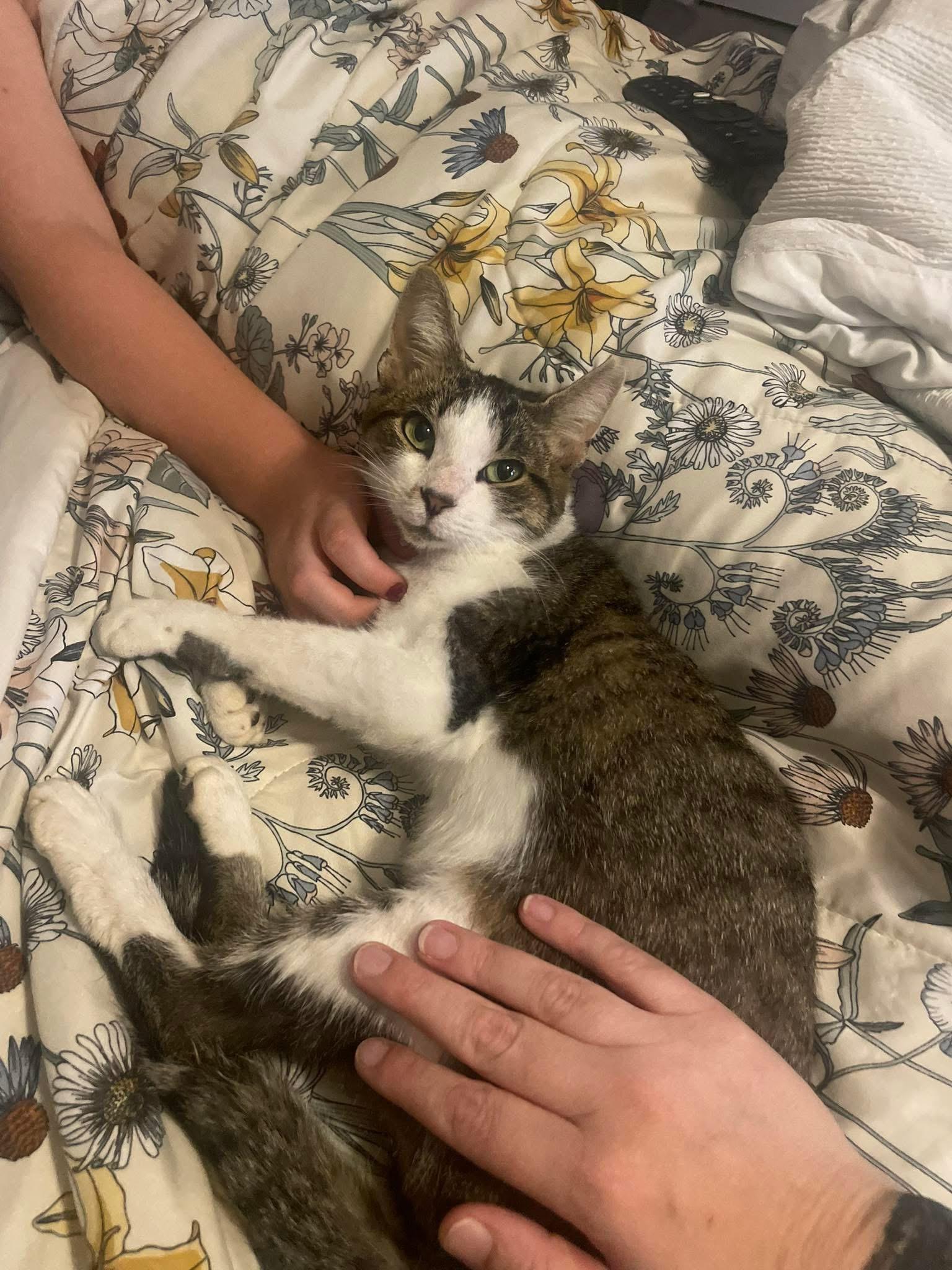 Enlarge Pumpkin, a Adopted Domestic Short Hair in Inman, SC image 3/3