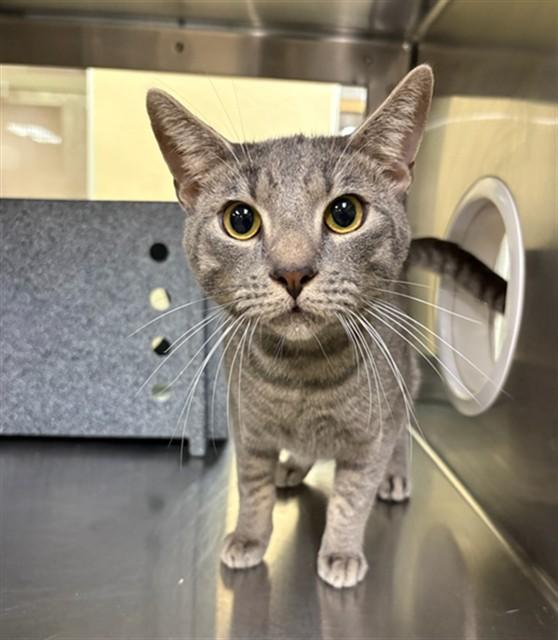 Enlarge ZIGGY, a Adoptable Domestic Short Hair in Fort Myers, FL image 1/1