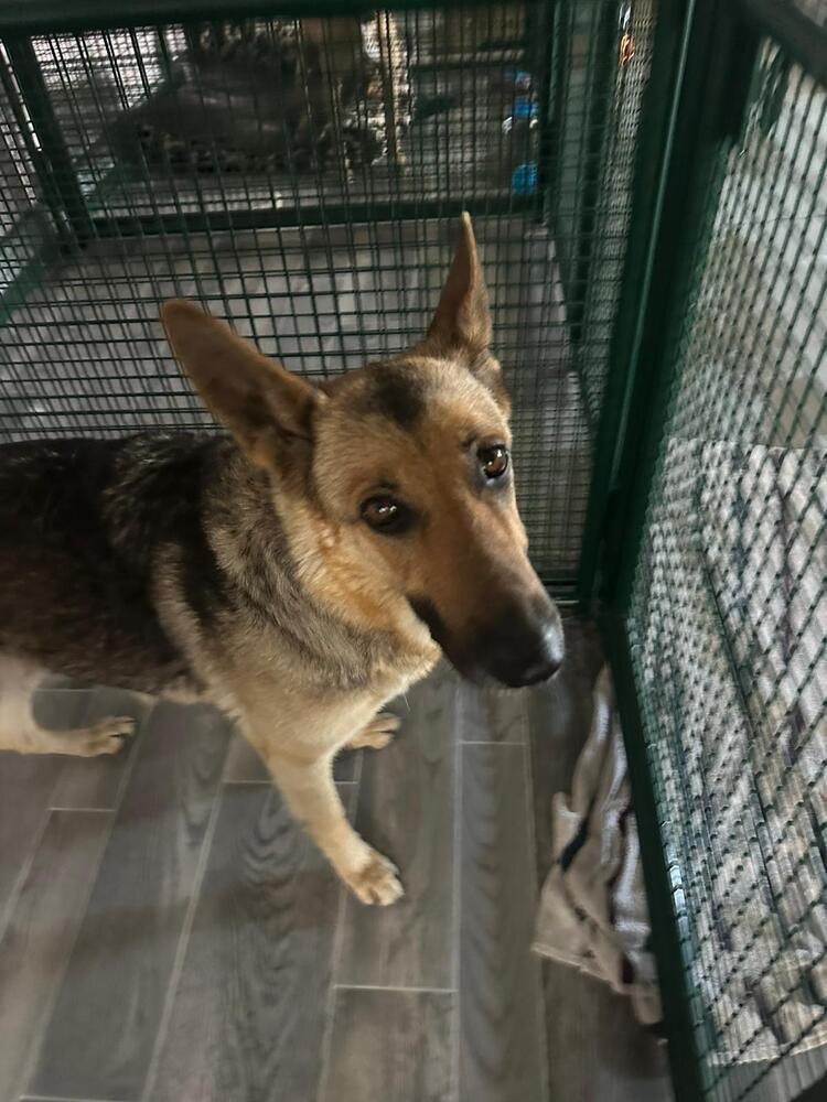 Nova, Adoptable, Adult Female German Shepherd Dog & Mixed Breed.