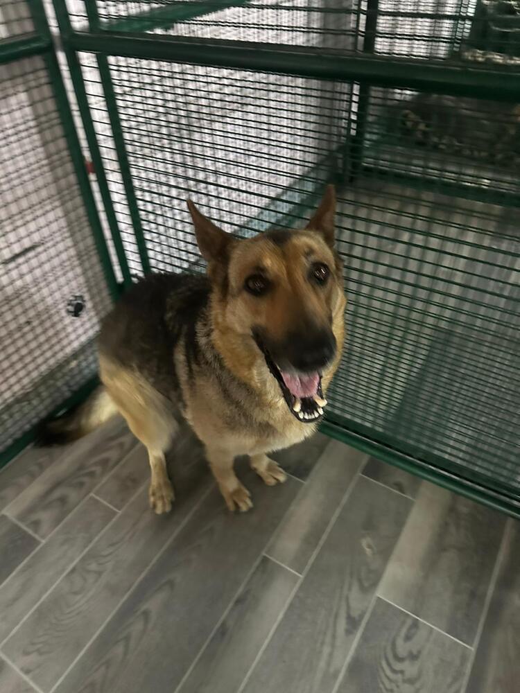 Enlarge Nova, a Adoptable mixed breed in Calgary, AB image 2/2