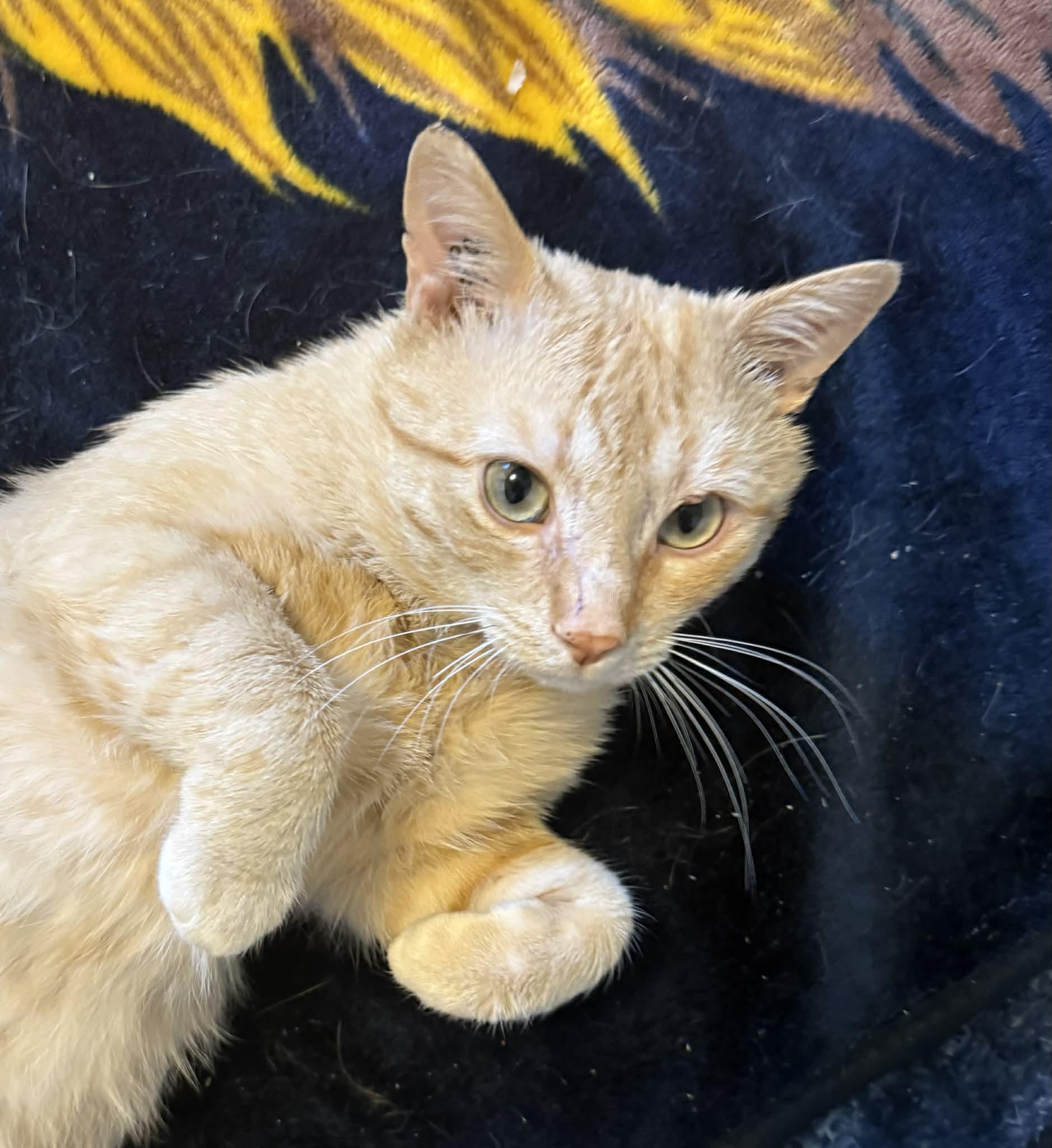 Enlarge Cashew, a ADOPTABLE Domestic Short Hair in Winnipeg, MB image 2/6