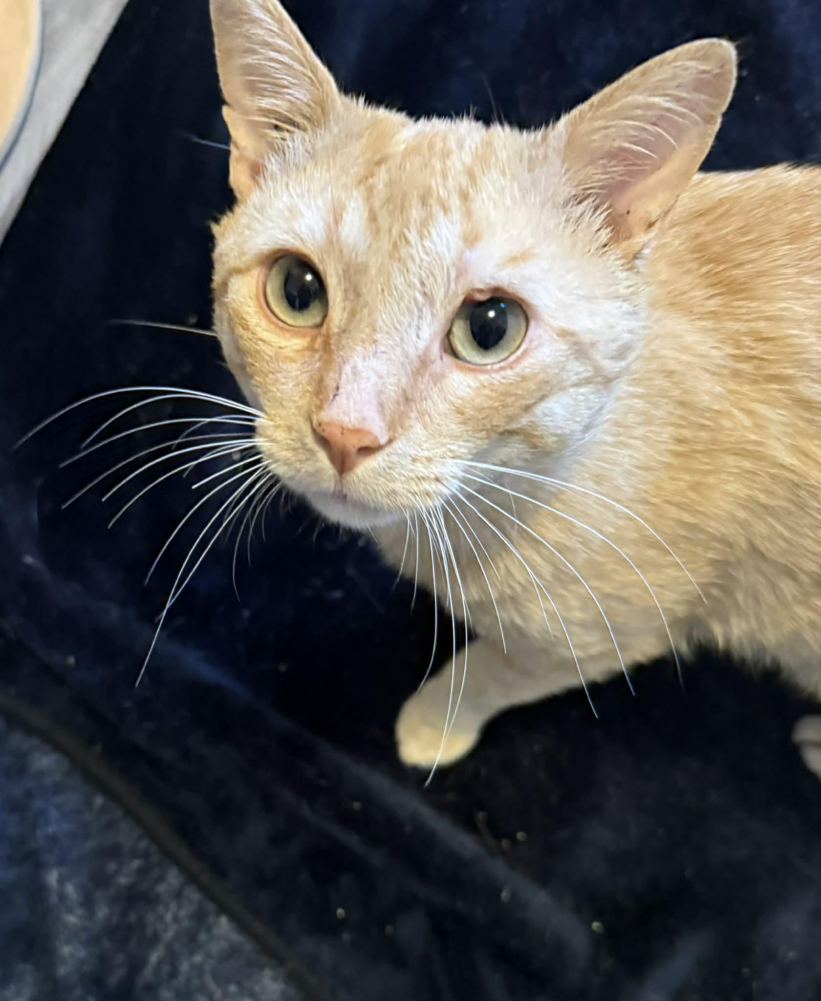 Enlarge Cashew, a ADOPTABLE Domestic Short Hair in Winnipeg, MB image 3/6