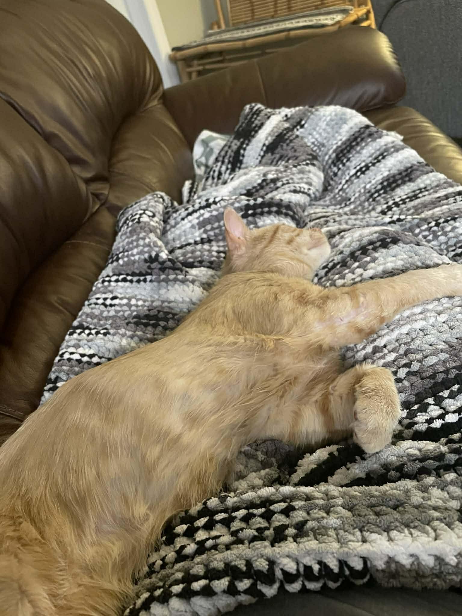 Enlarge Cashew, a ADOPTABLE Domestic Short Hair in Winnipeg, MB image 4/6