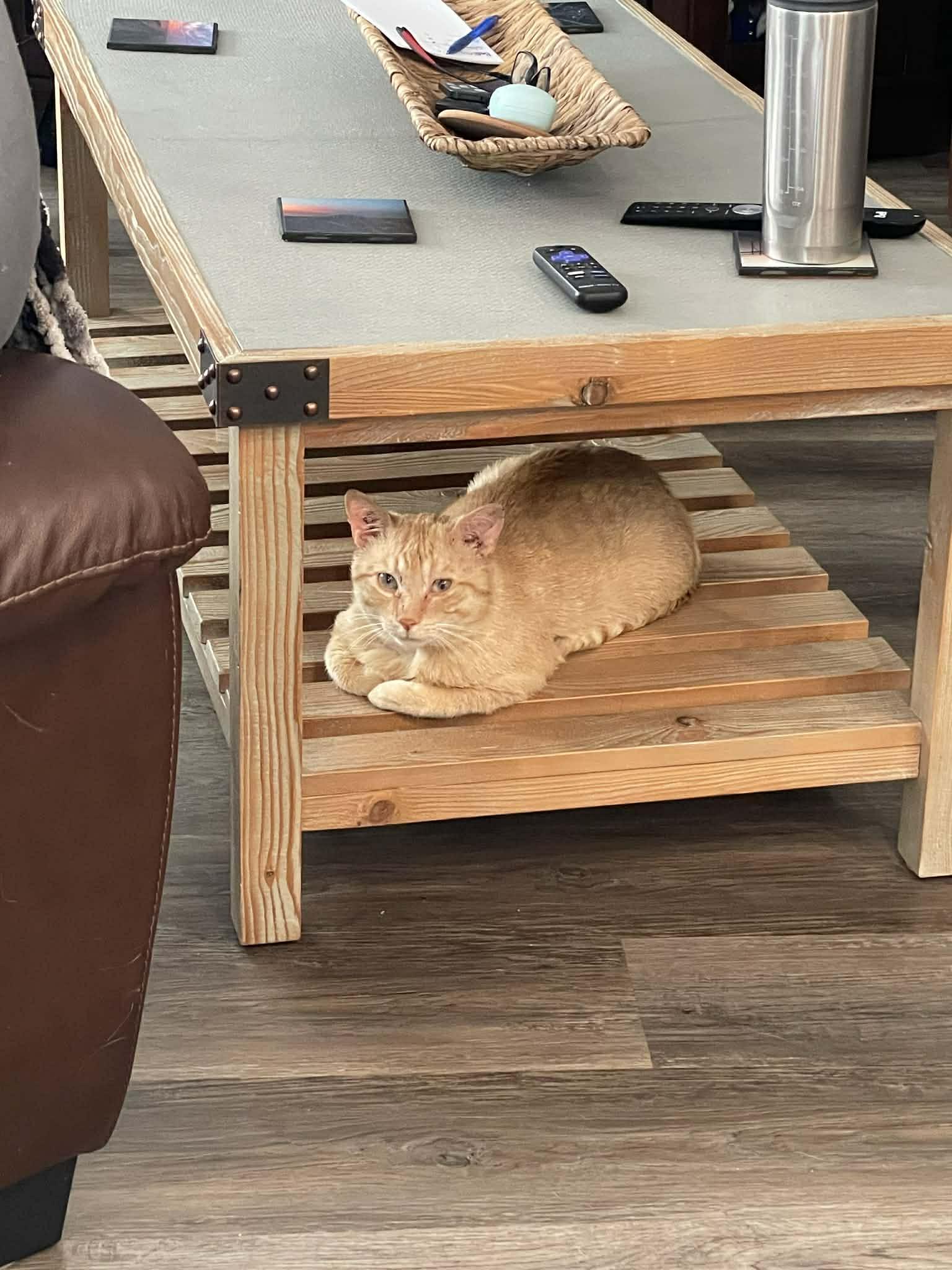 Enlarge Cashew, a ADOPTABLE Domestic Short Hair in Winnipeg, MB image 5/6