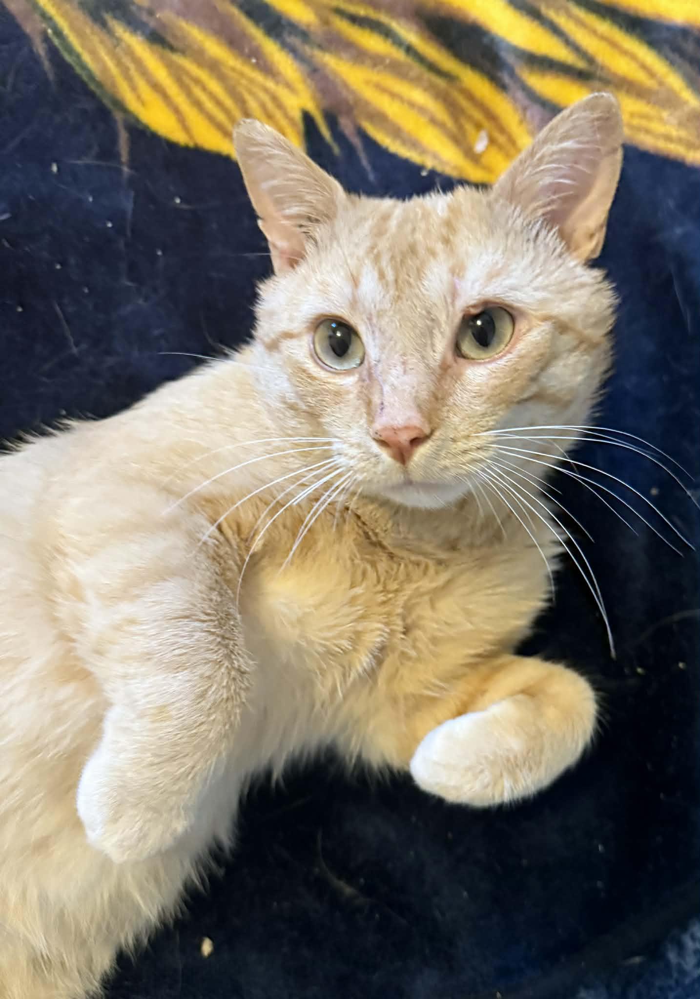 Enlarge Cashew, a ADOPTABLE Domestic Short Hair in Winnipeg, MB image 1/6