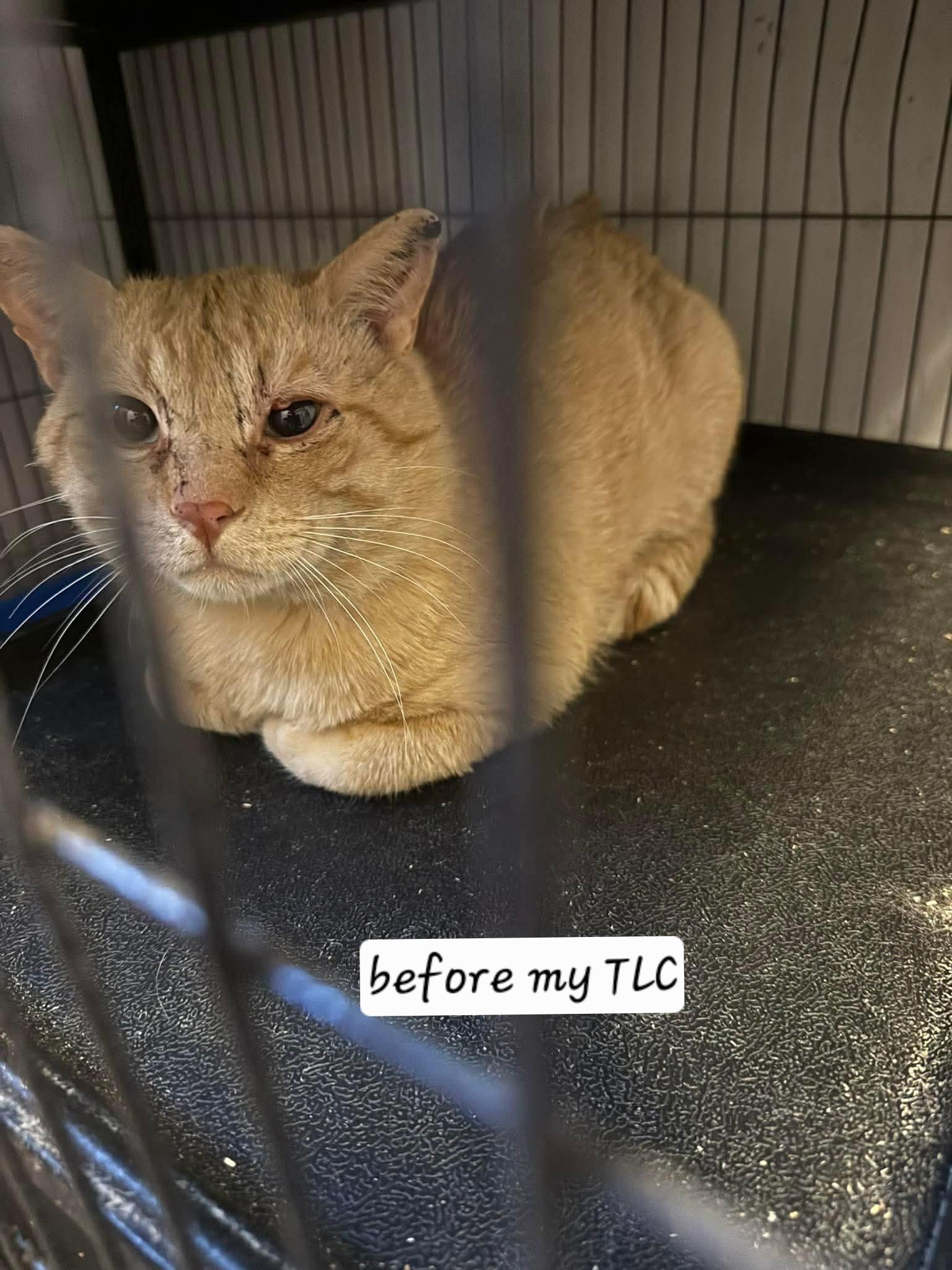 Enlarge Cashew, a ADOPTABLE Domestic Short Hair in Winnipeg, MB image 6/6