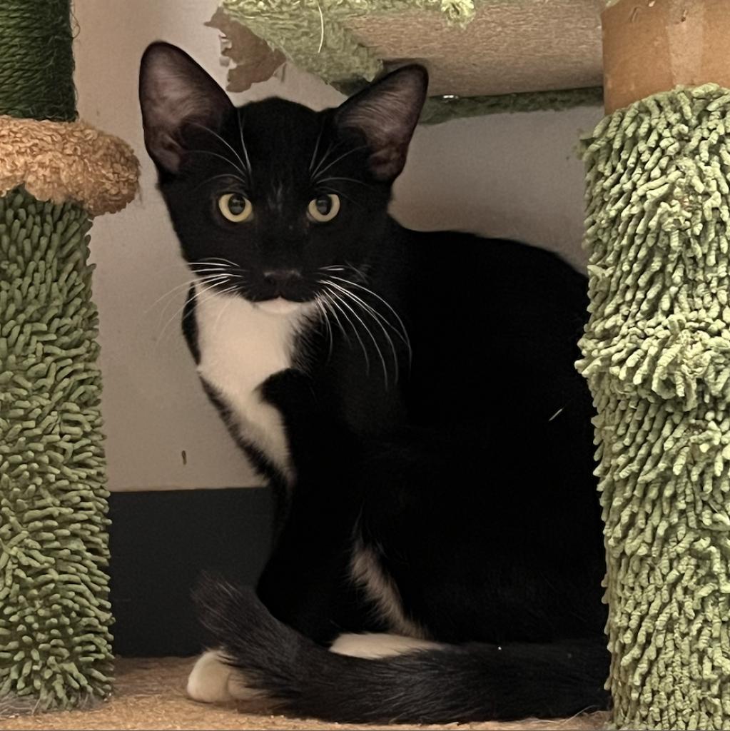 Enlarge Ziggy, a Adoptable mixed breed in Oceanside, NY image 1/4